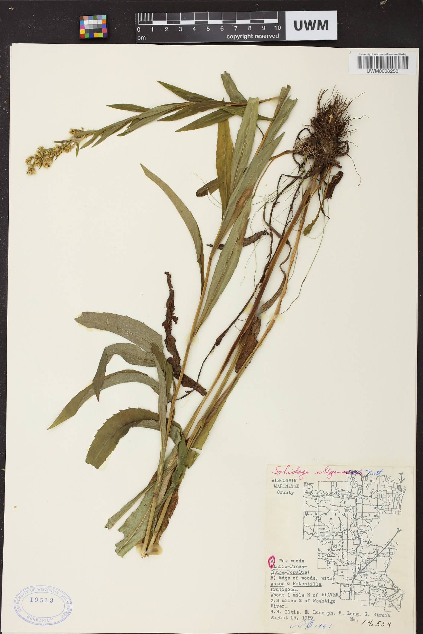 Solidago uliginosa image