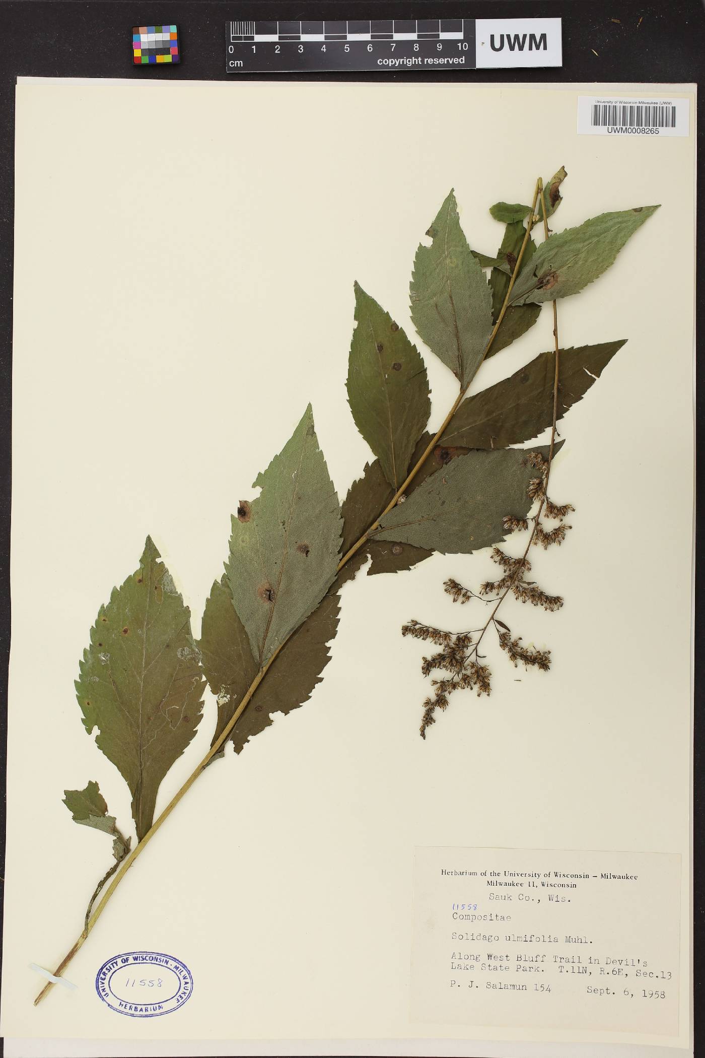Solidago ulmifolia var. ulmifolia image