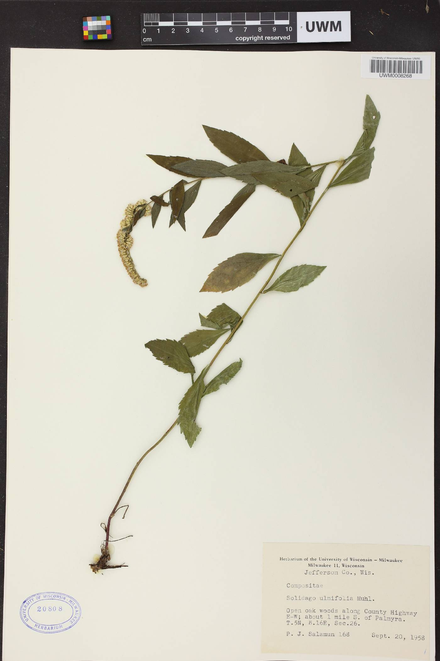 Solidago ulmifolia var. ulmifolia image