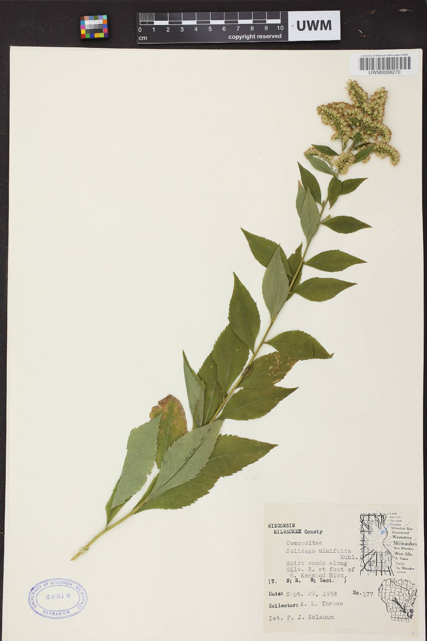 Solidago ulmifolia var. ulmifolia image