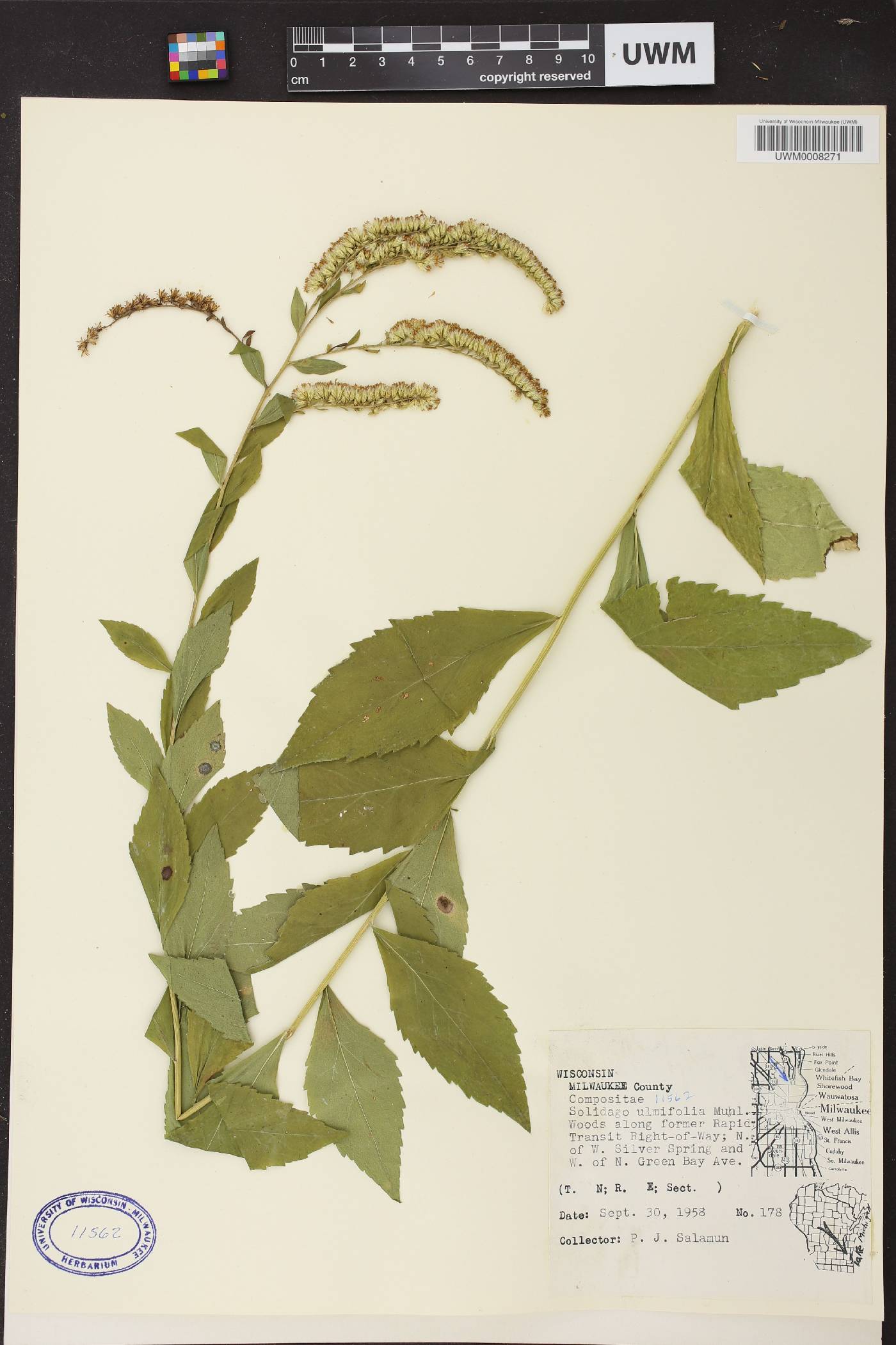 Solidago ulmifolia var. ulmifolia image