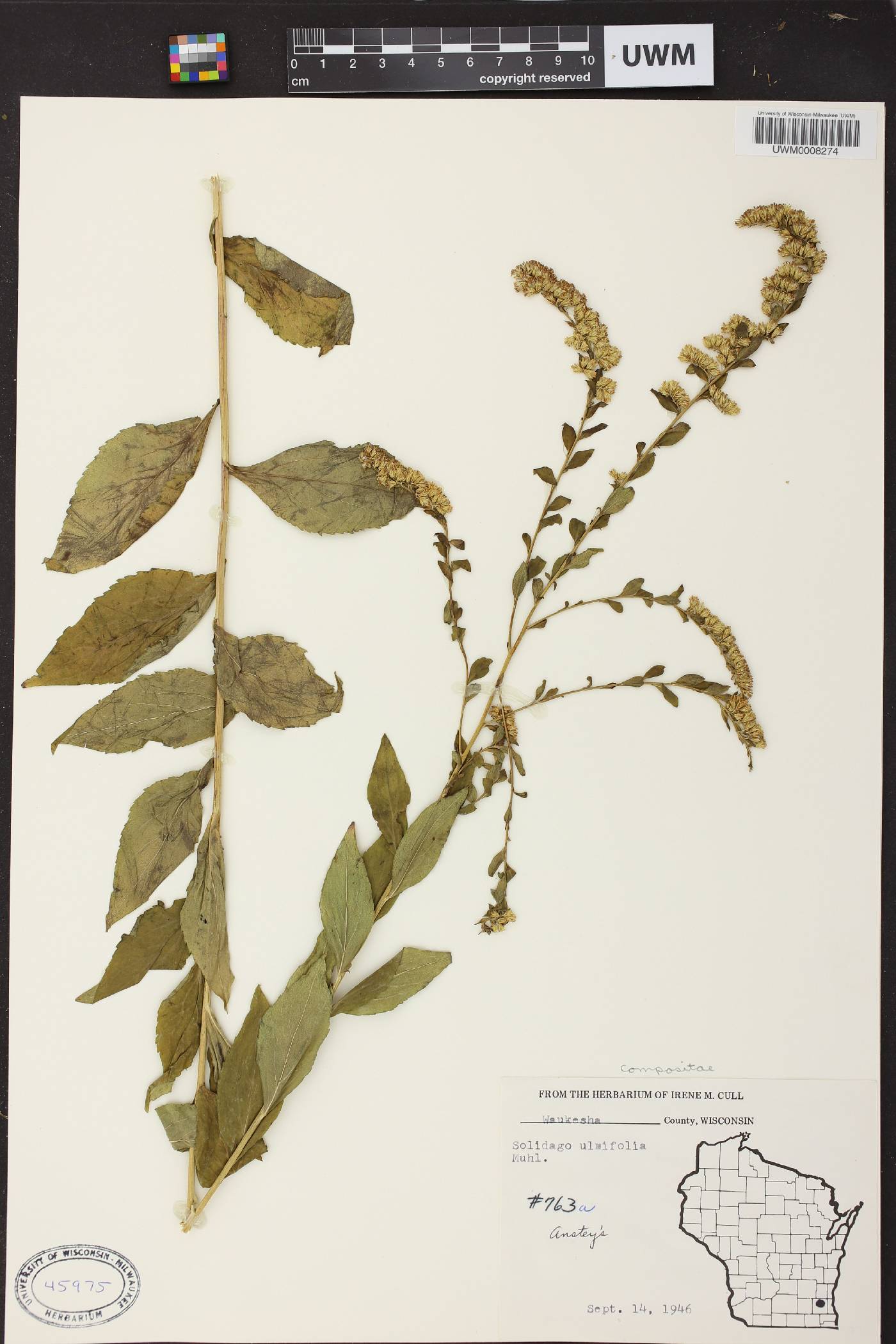 Solidago ulmifolia var. ulmifolia image