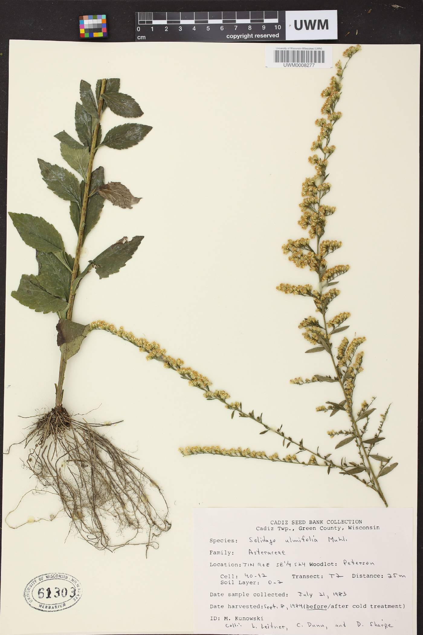 Solidago ulmifolia var. ulmifolia image