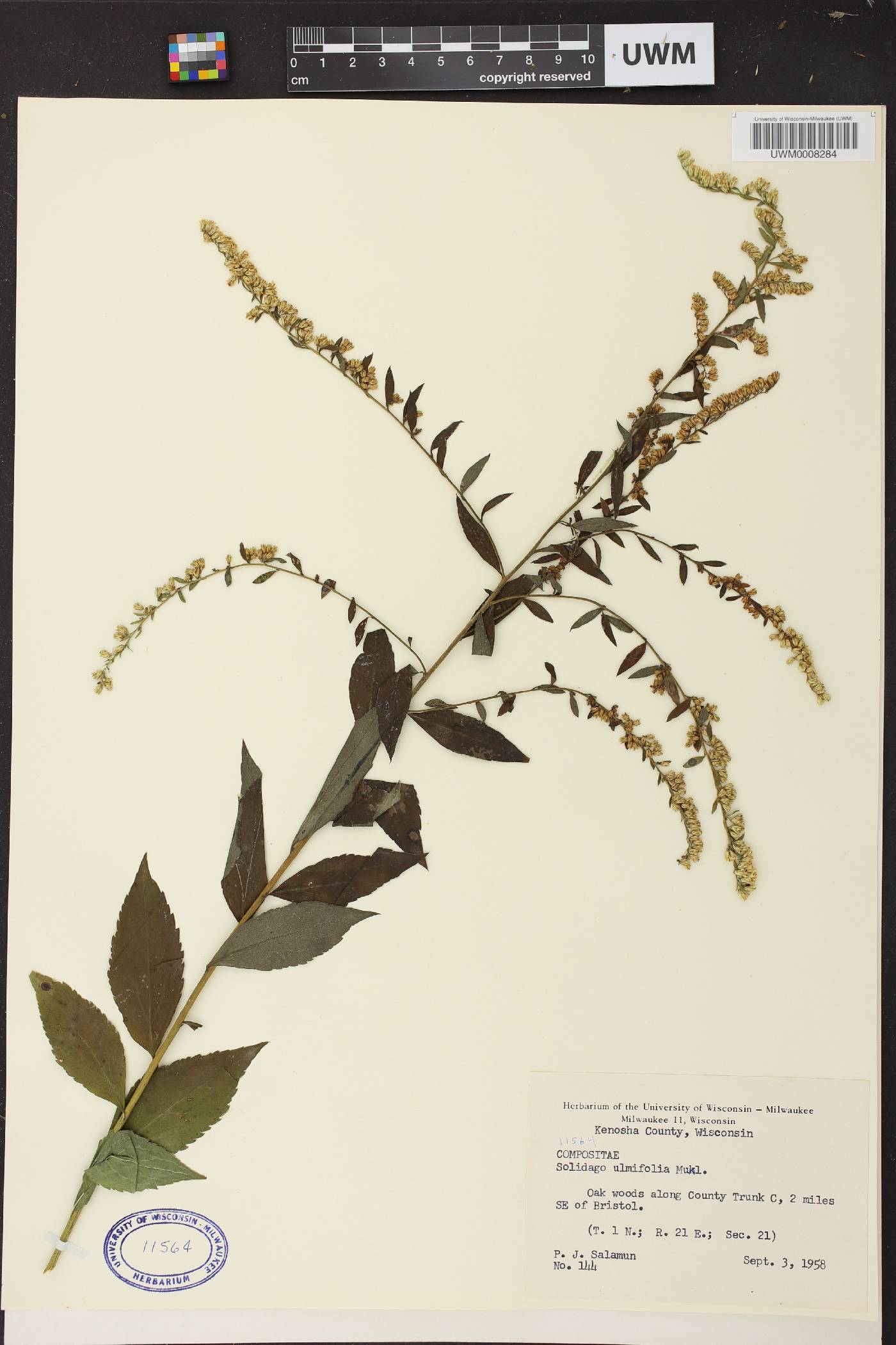 Solidago ulmifolia var. ulmifolia image