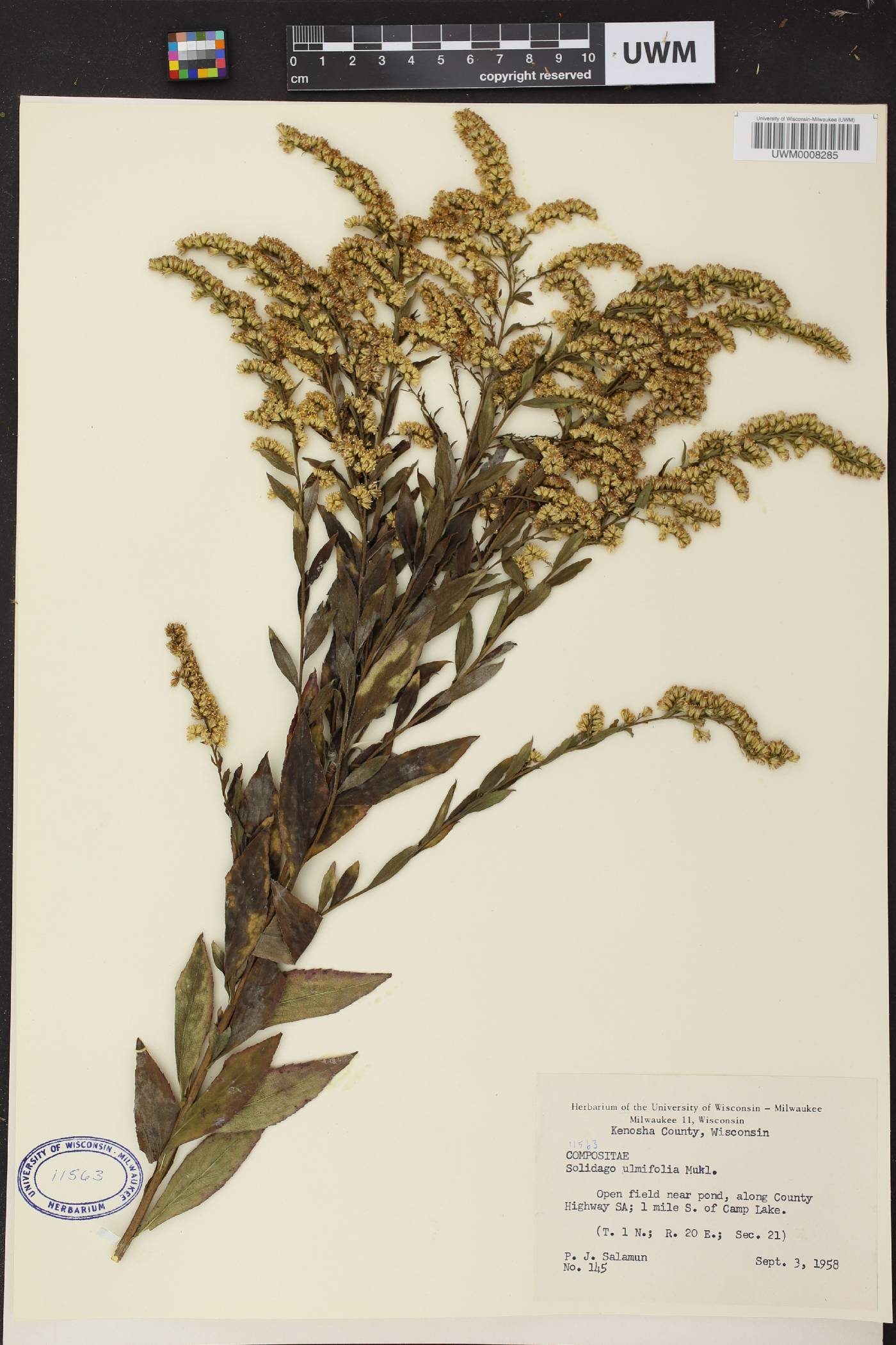 Solidago ulmifolia var. ulmifolia image