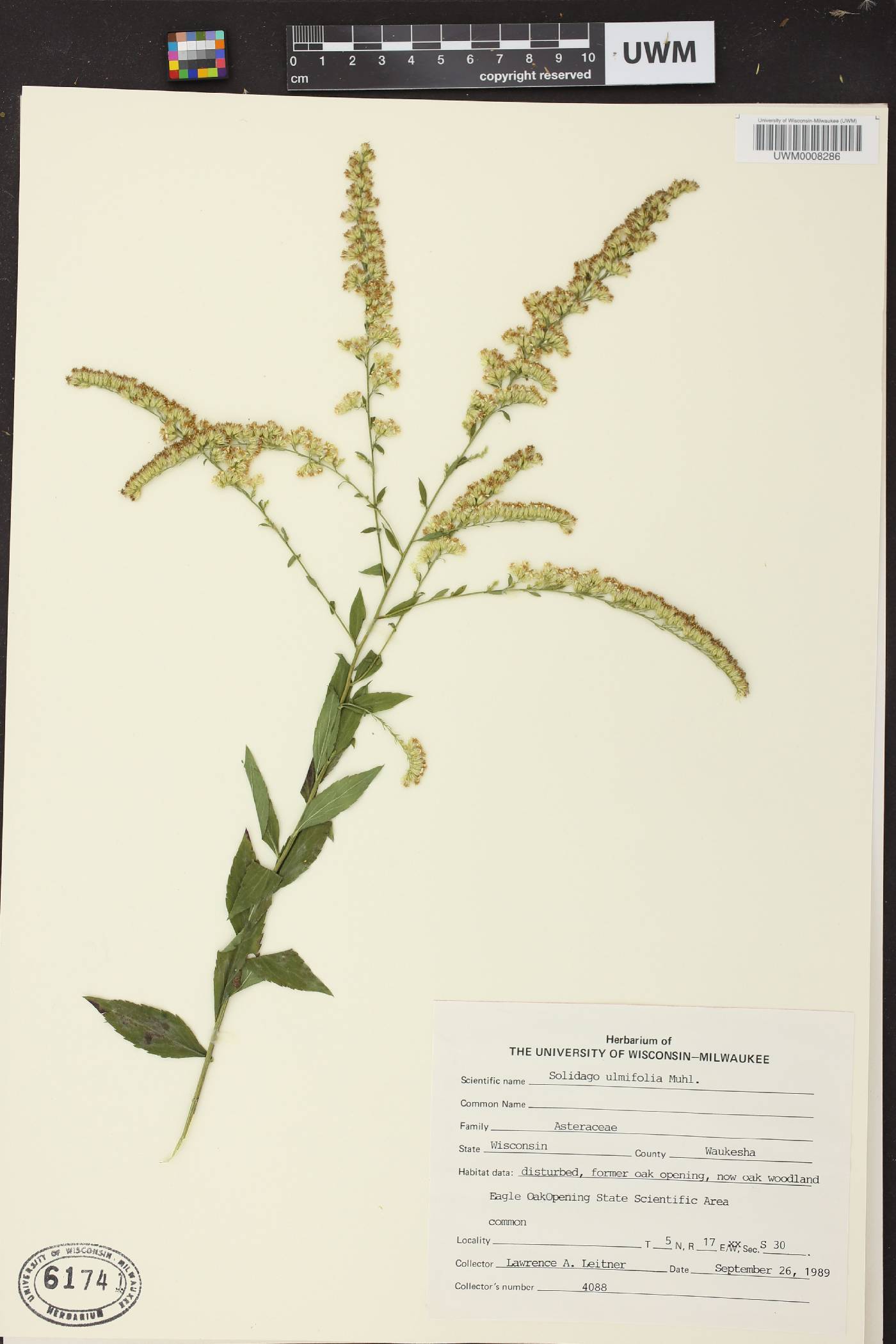 Solidago ulmifolia var. ulmifolia image