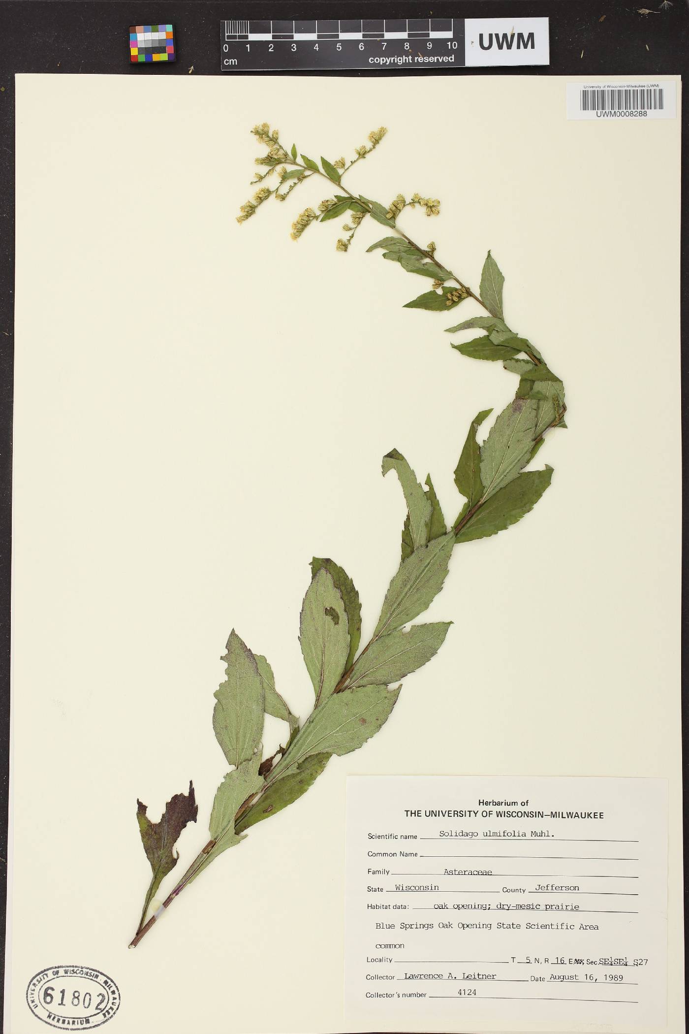 Solidago ulmifolia var. ulmifolia image