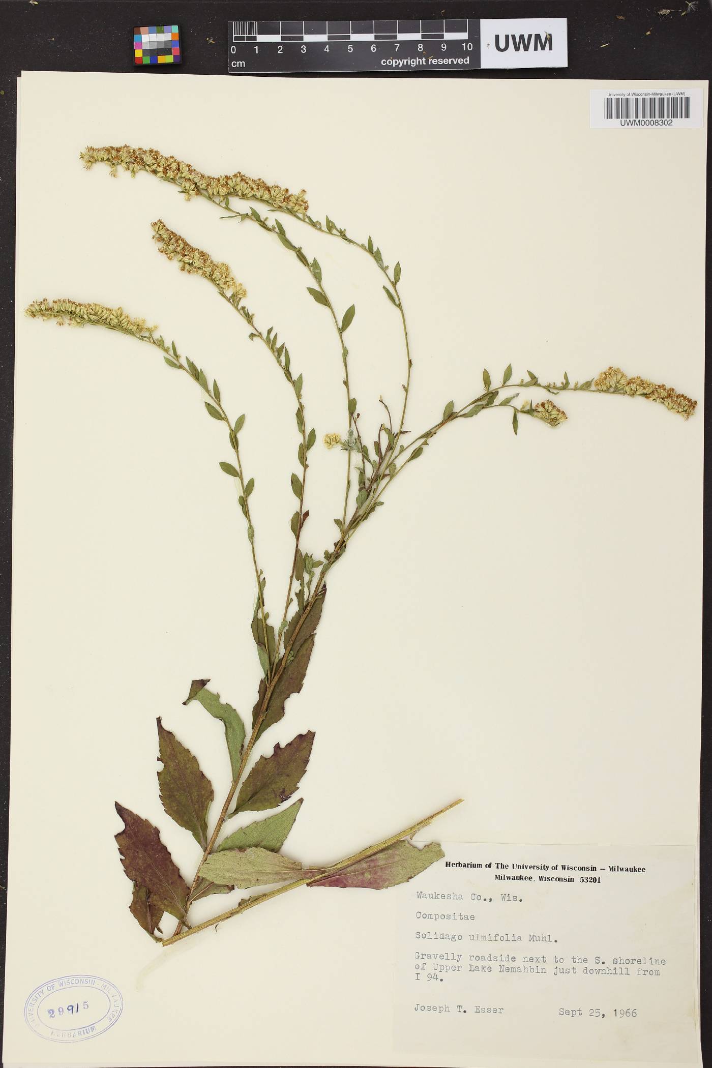 Solidago ulmifolia var. ulmifolia image