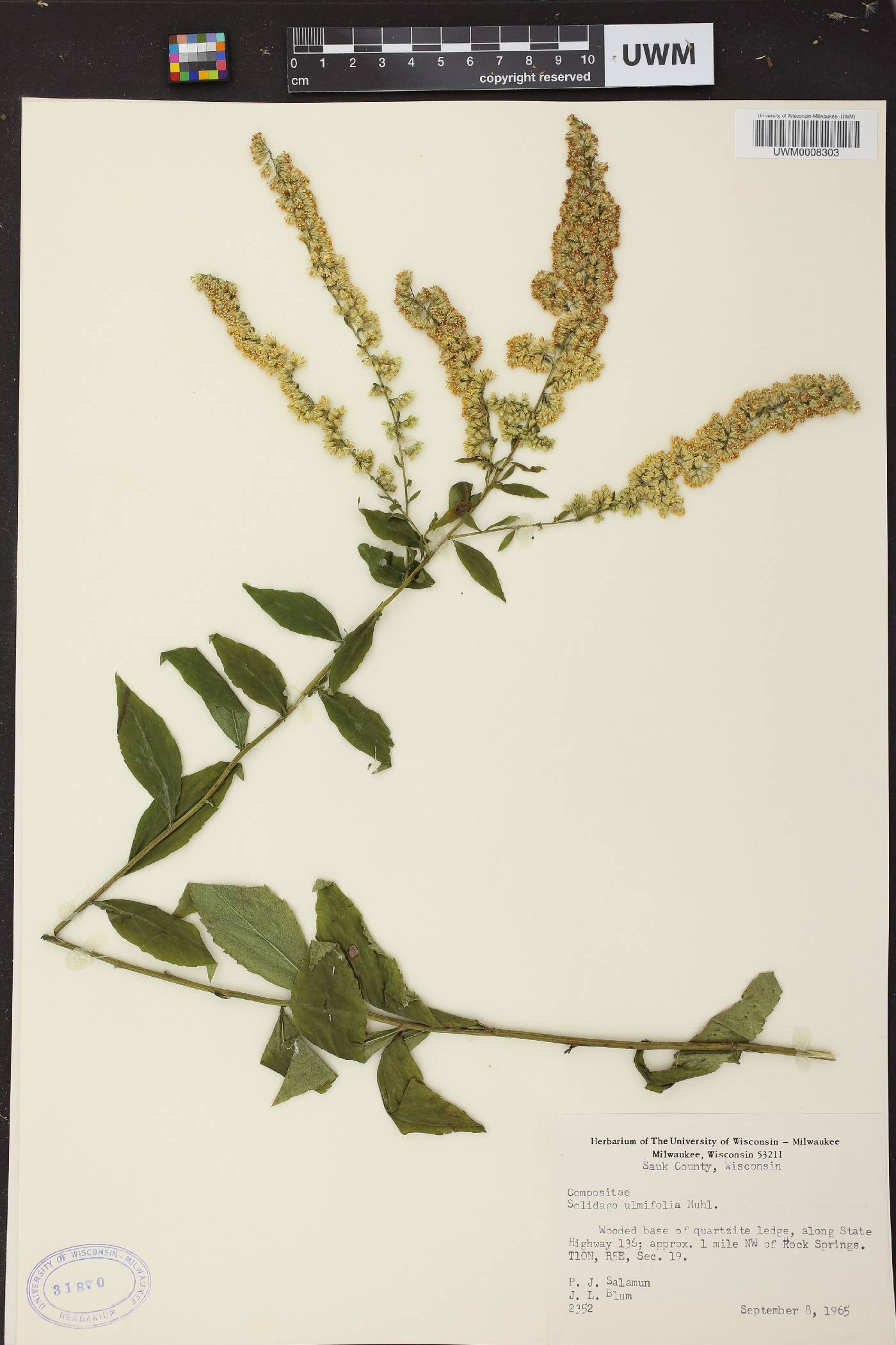 Solidago ulmifolia var. ulmifolia image
