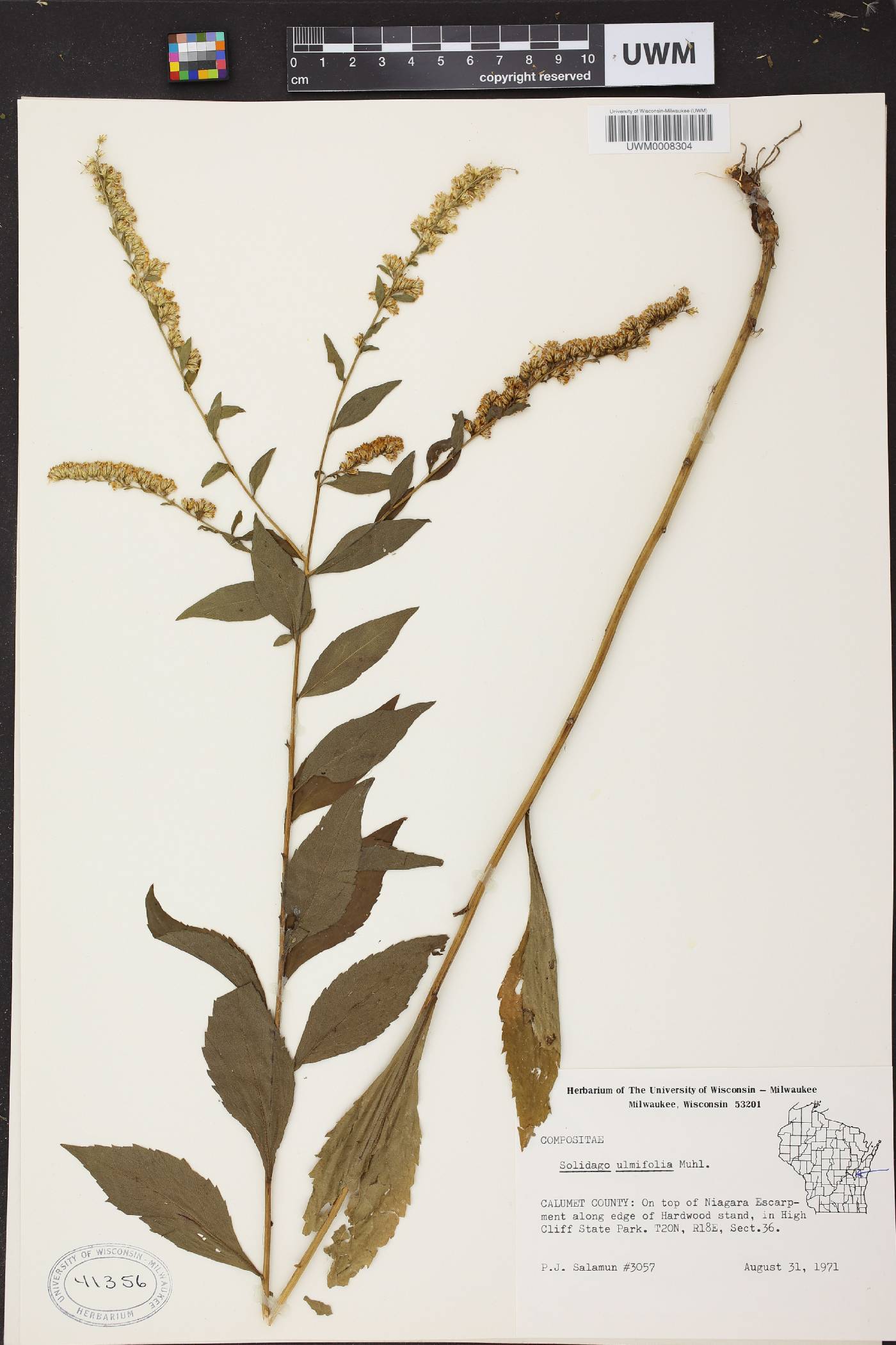 Solidago ulmifolia var. ulmifolia image