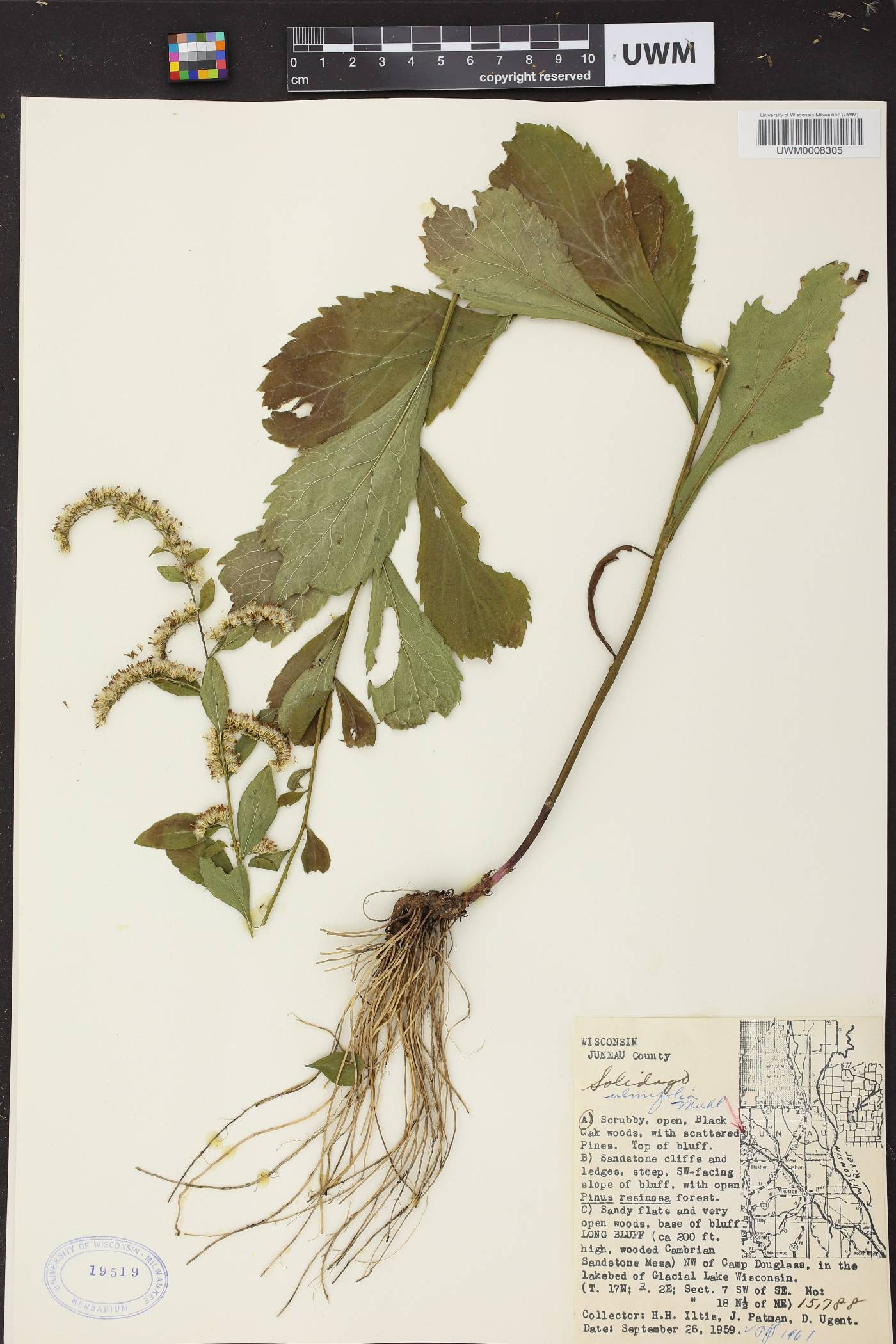 Solidago ulmifolia var. ulmifolia image