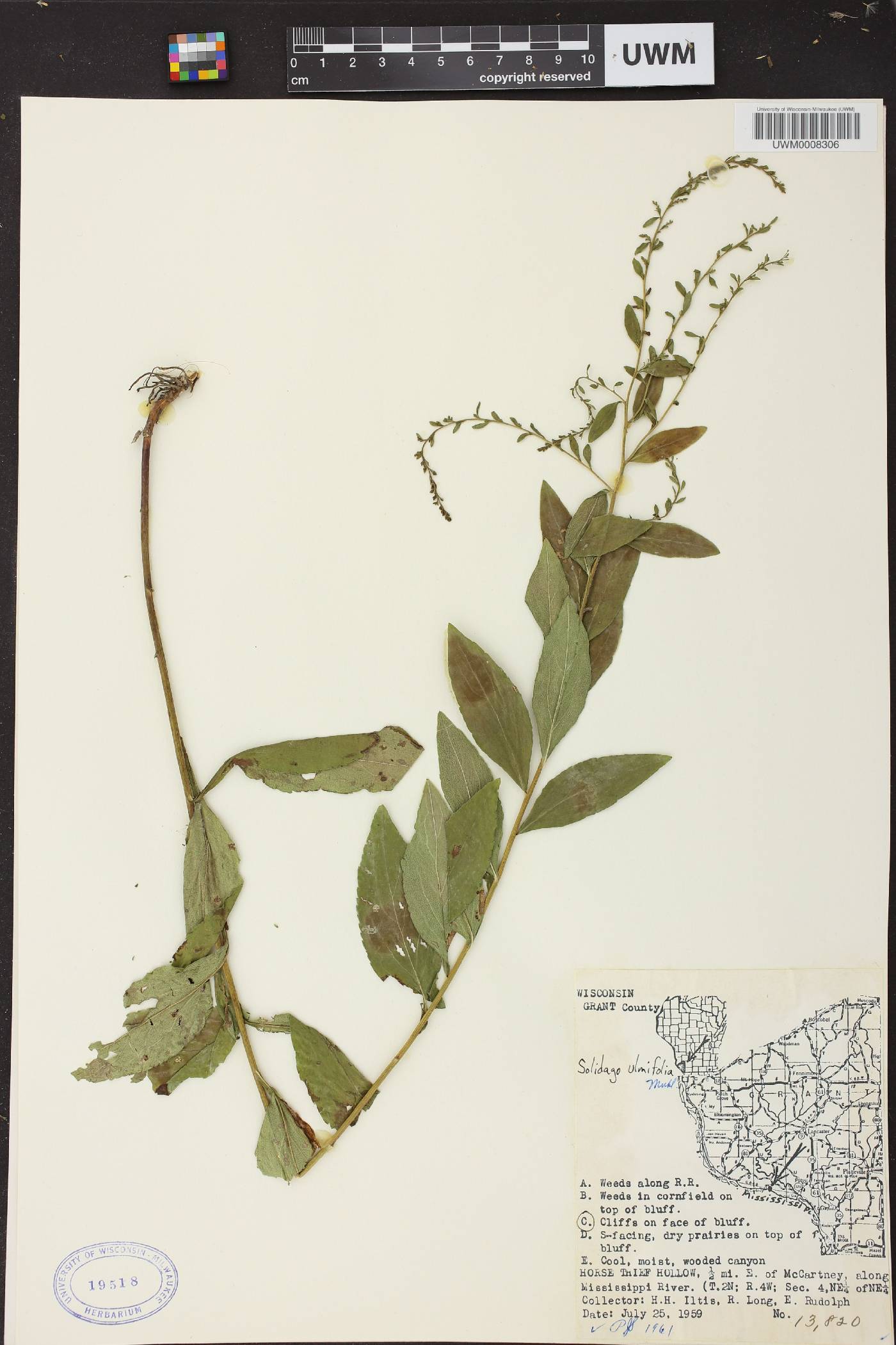 Solidago ulmifolia var. ulmifolia image