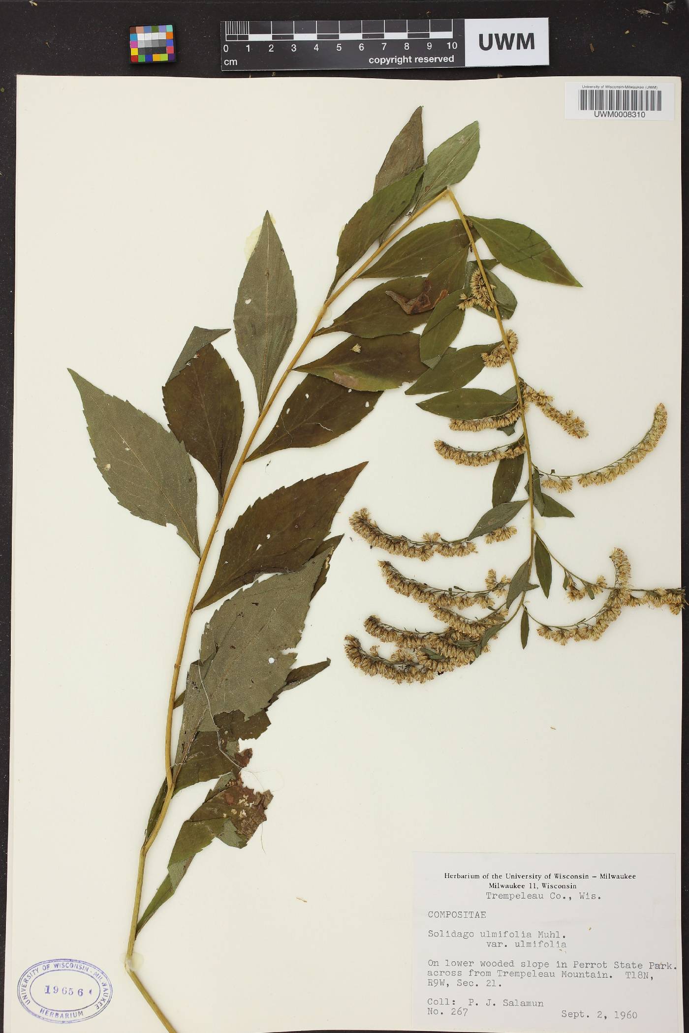 Solidago ulmifolia var. ulmifolia image