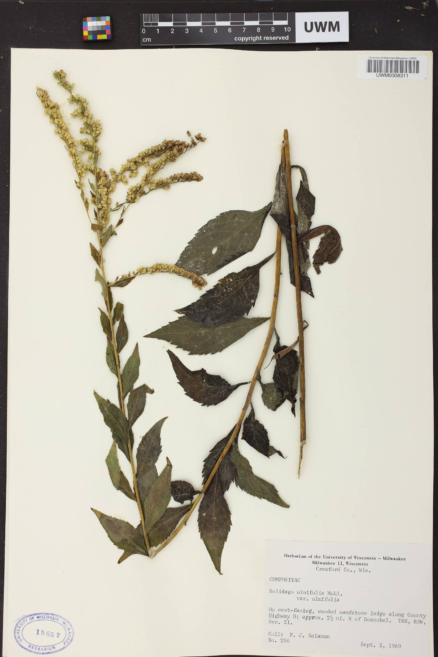 Solidago ulmifolia var. ulmifolia image