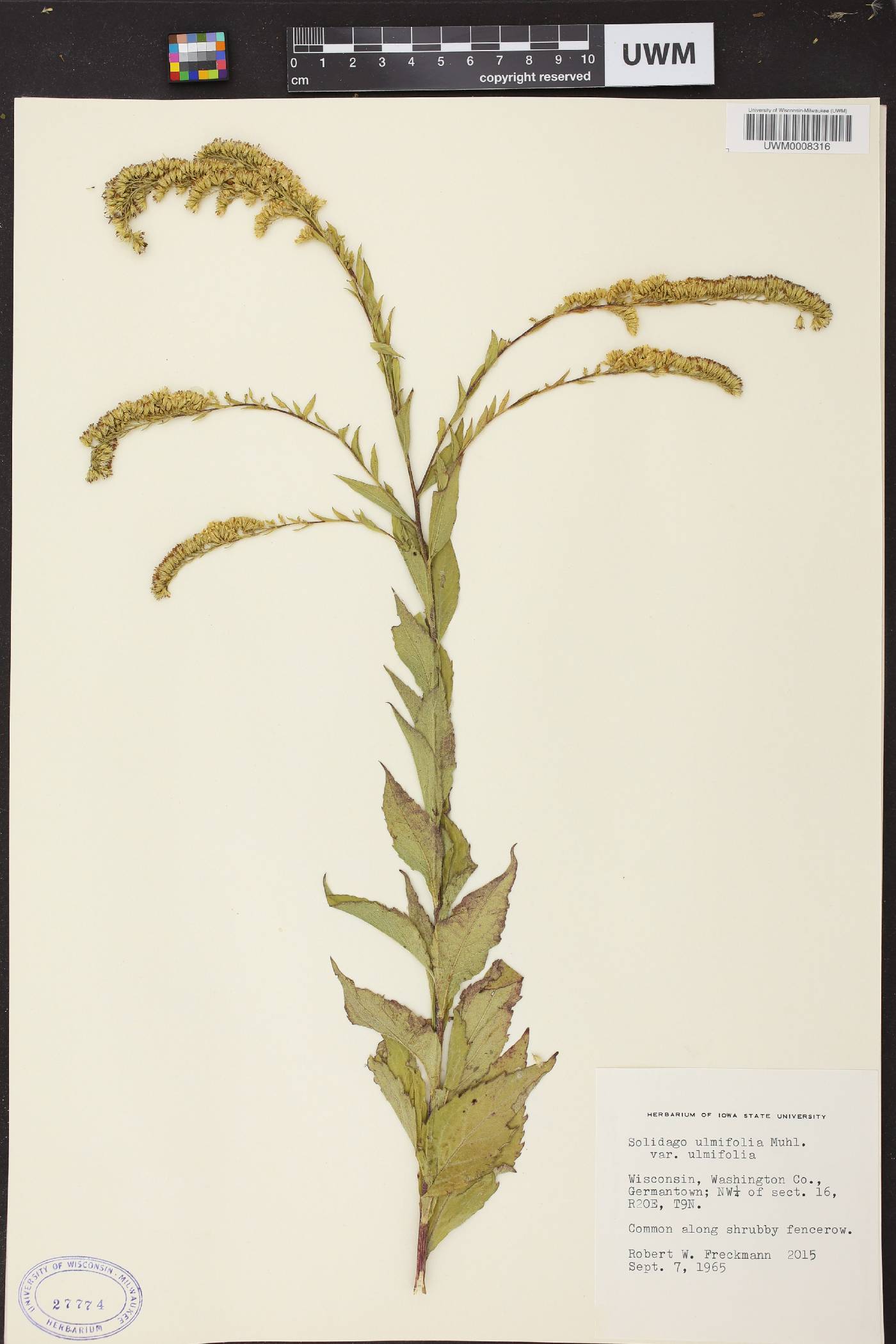 Solidago ulmifolia var. ulmifolia image