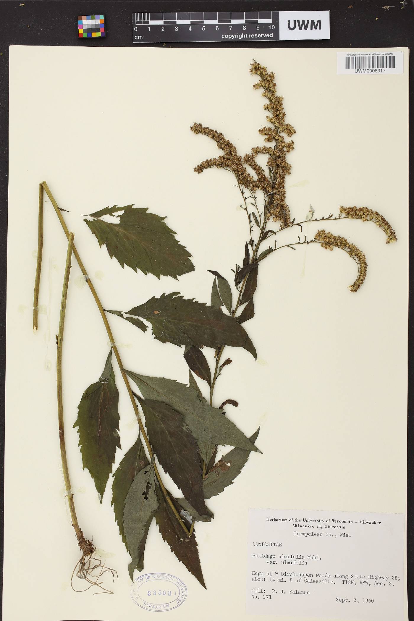 Solidago ulmifolia var. ulmifolia image