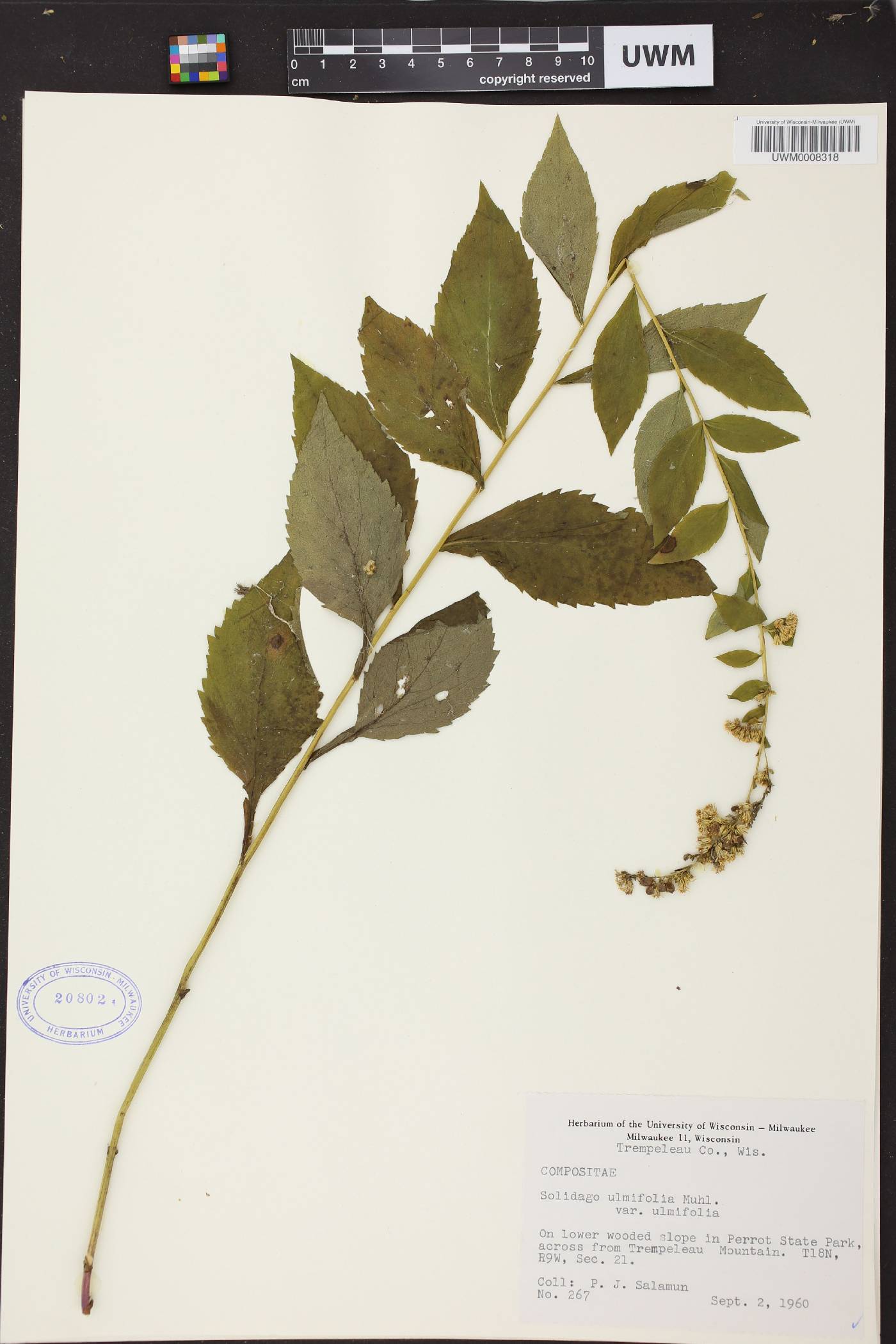 Solidago ulmifolia var. ulmifolia image