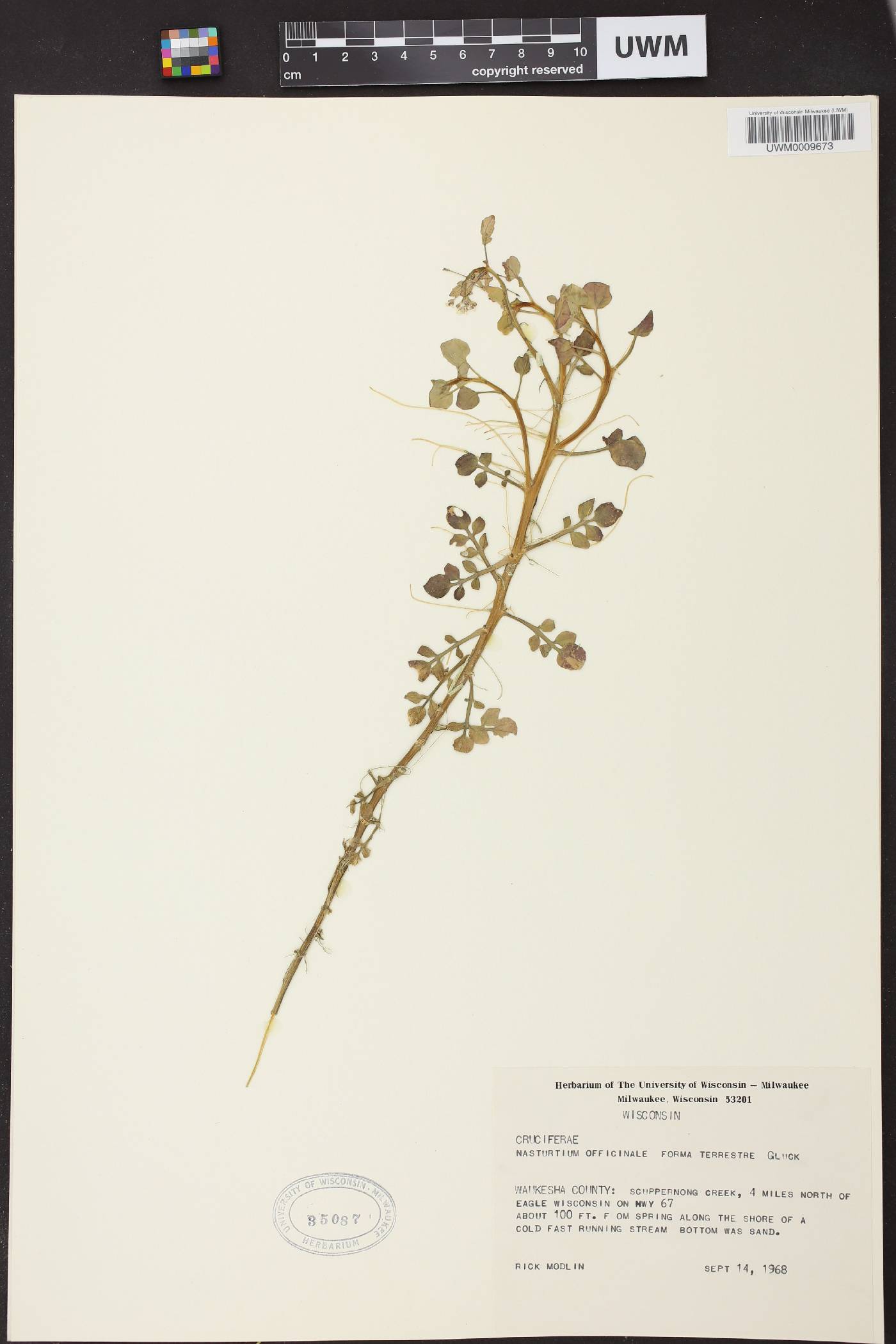 Nasturtium officinale image