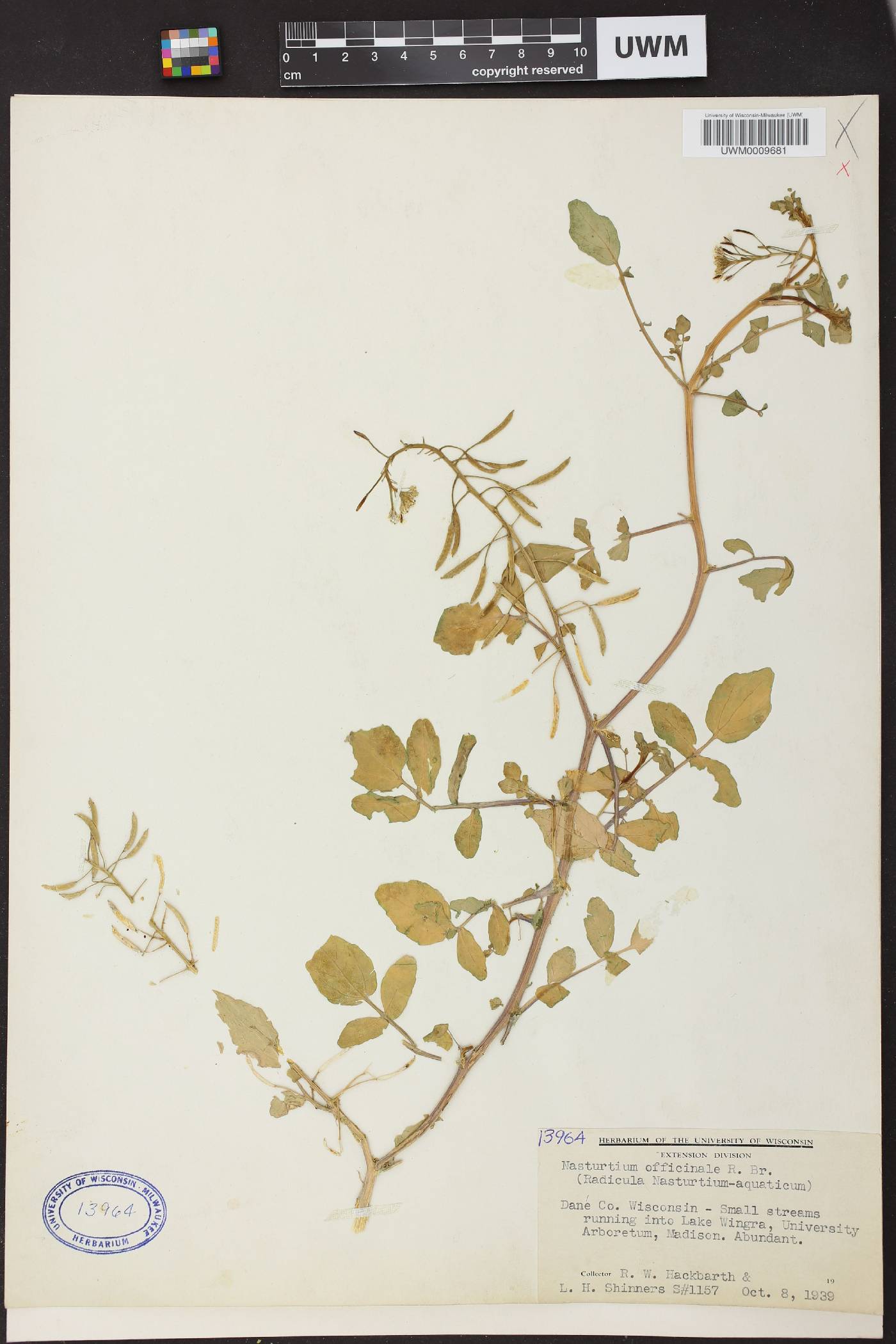 Nasturtium officinale image