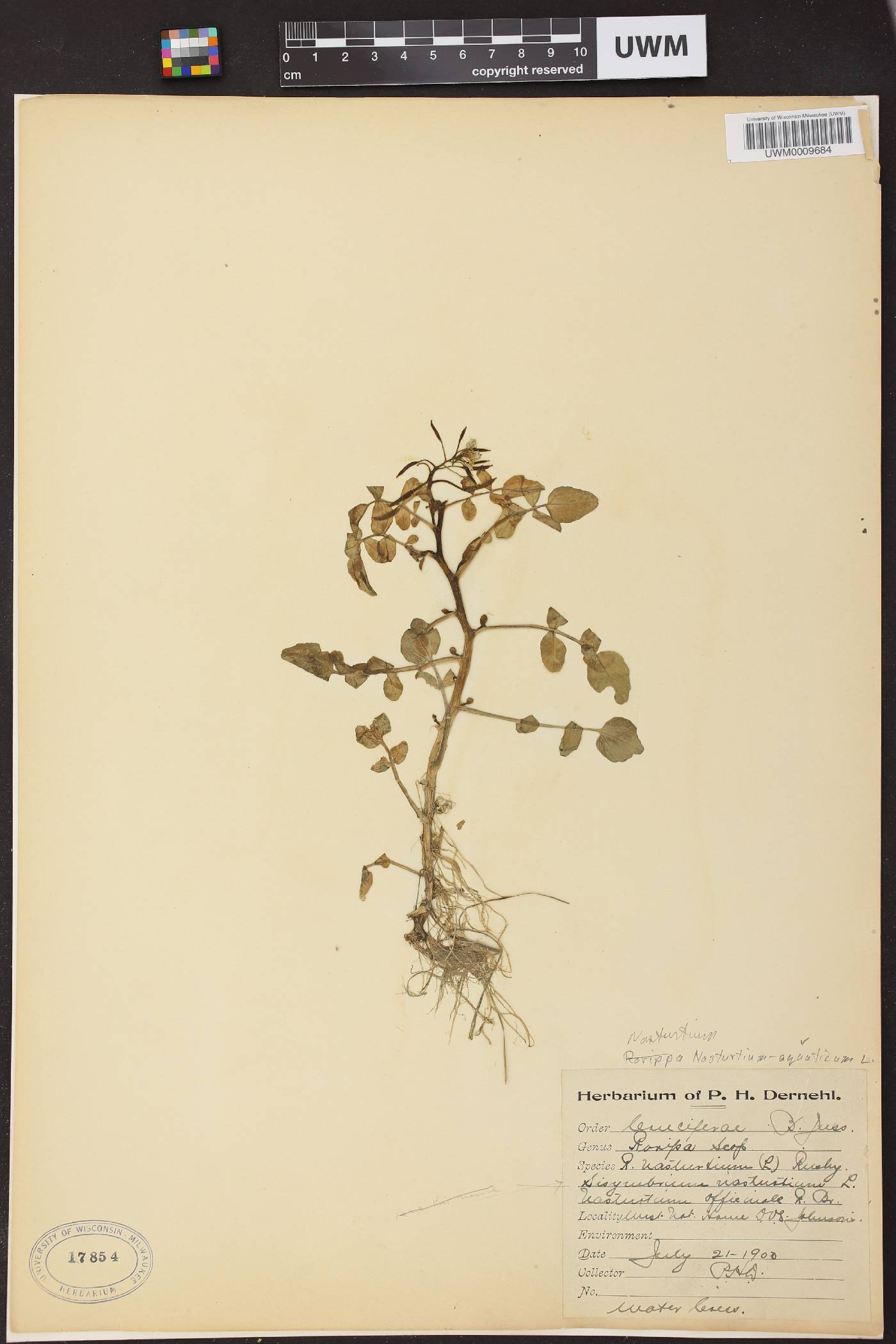 Nasturtium officinale image