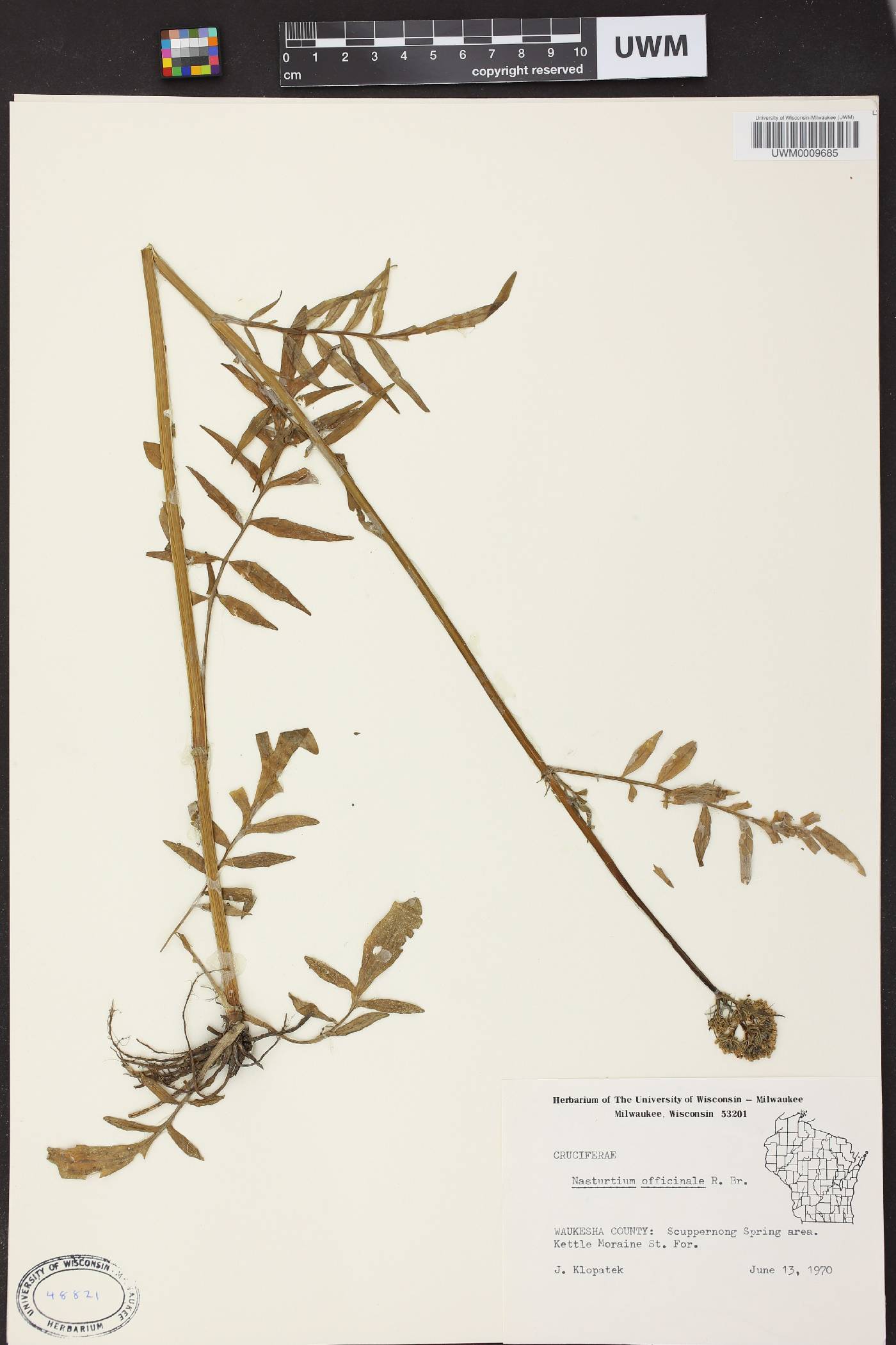 Nasturtium officinale image