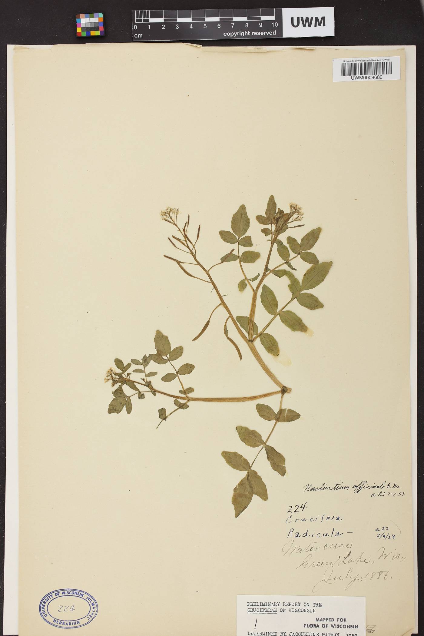 Nasturtium officinale image