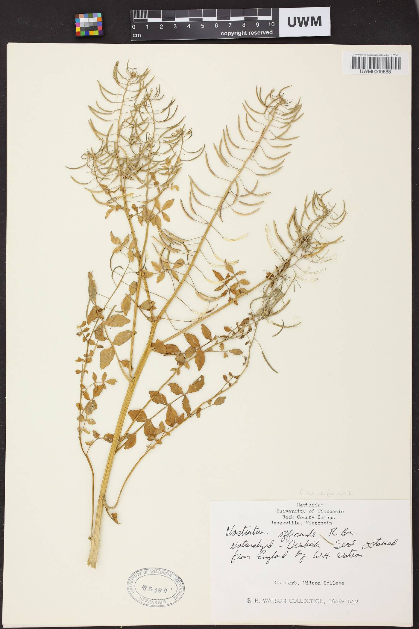 Nasturtium officinale image