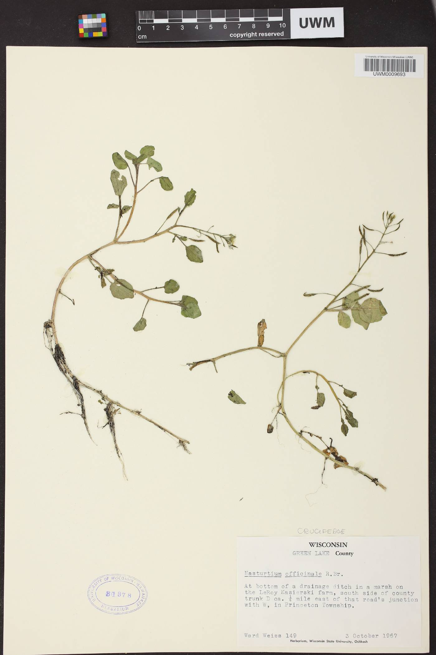 Nasturtium officinale image