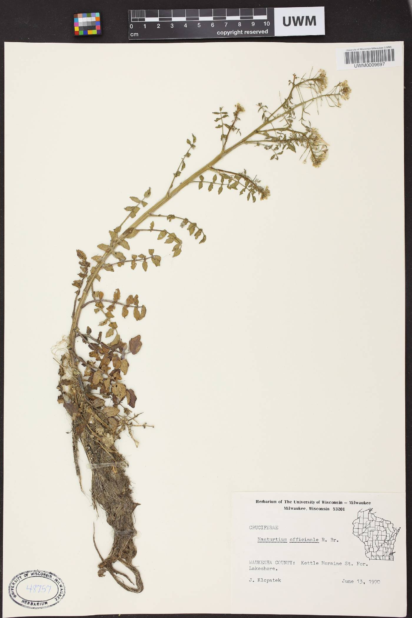 Nasturtium officinale image