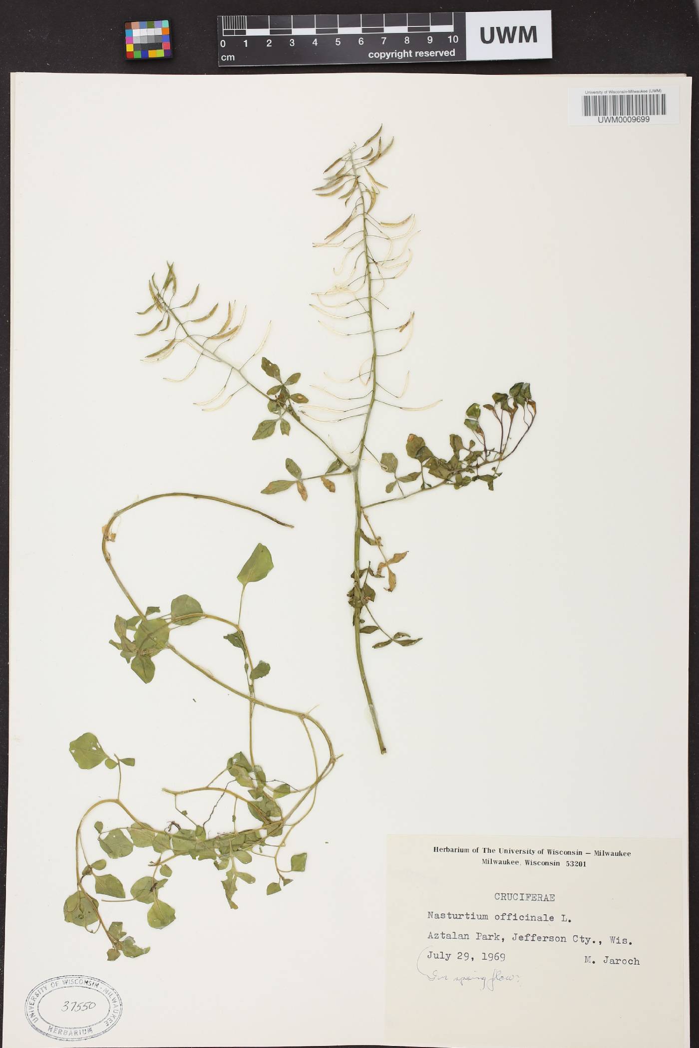 Nasturtium officinale image