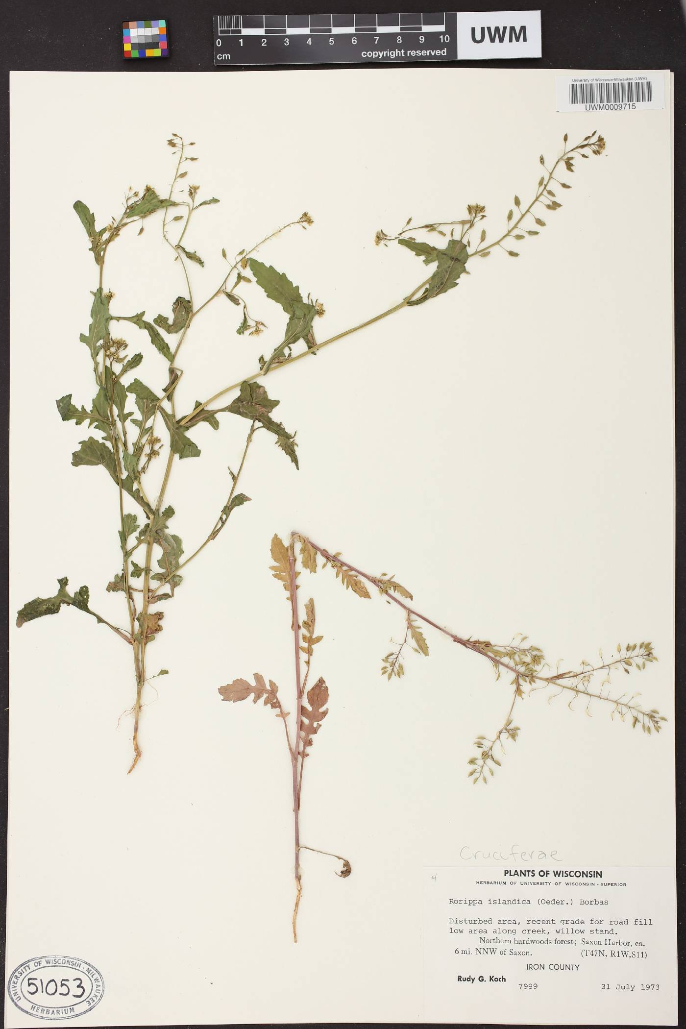 Rorippa palustris image