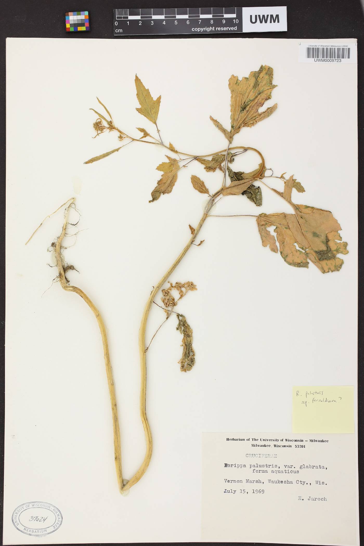 Rorippa palustris image