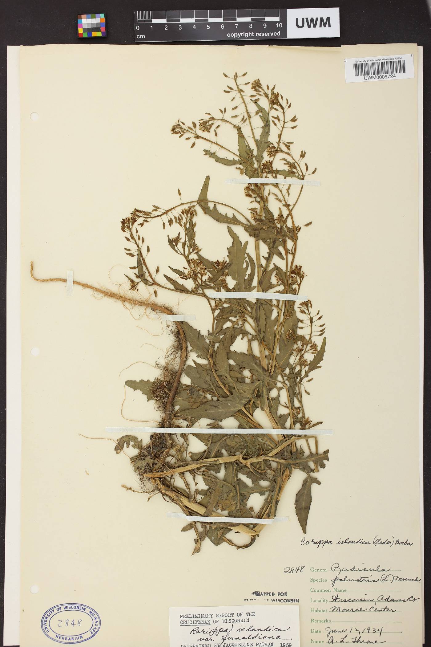 Rorippa palustris image