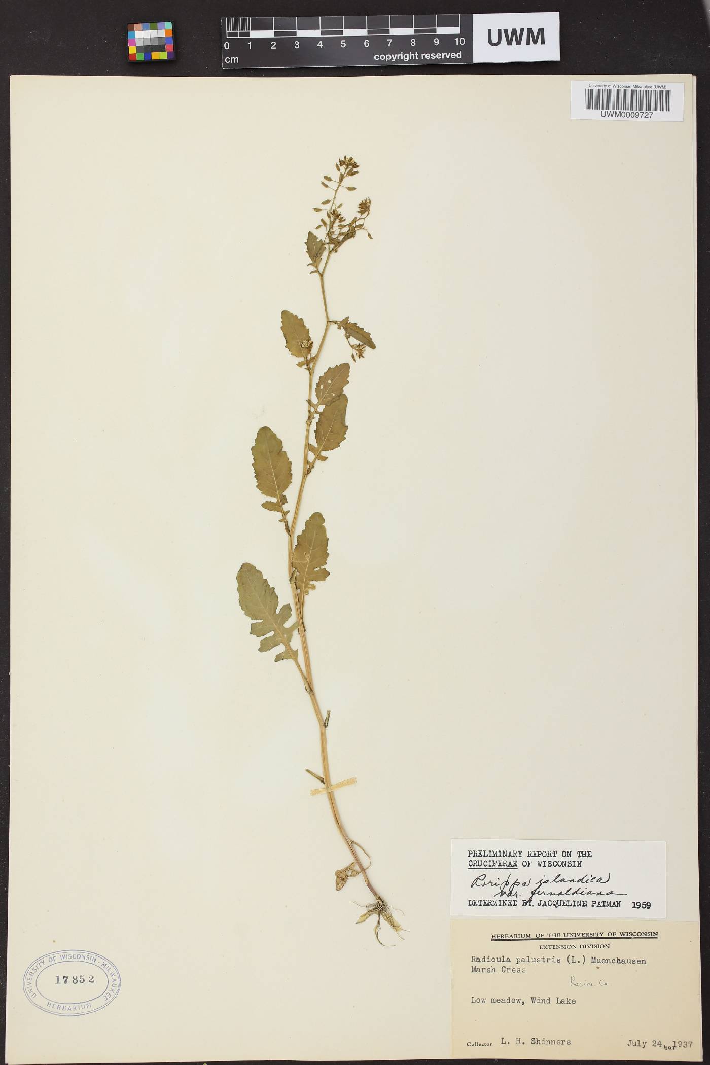 Rorippa palustris image