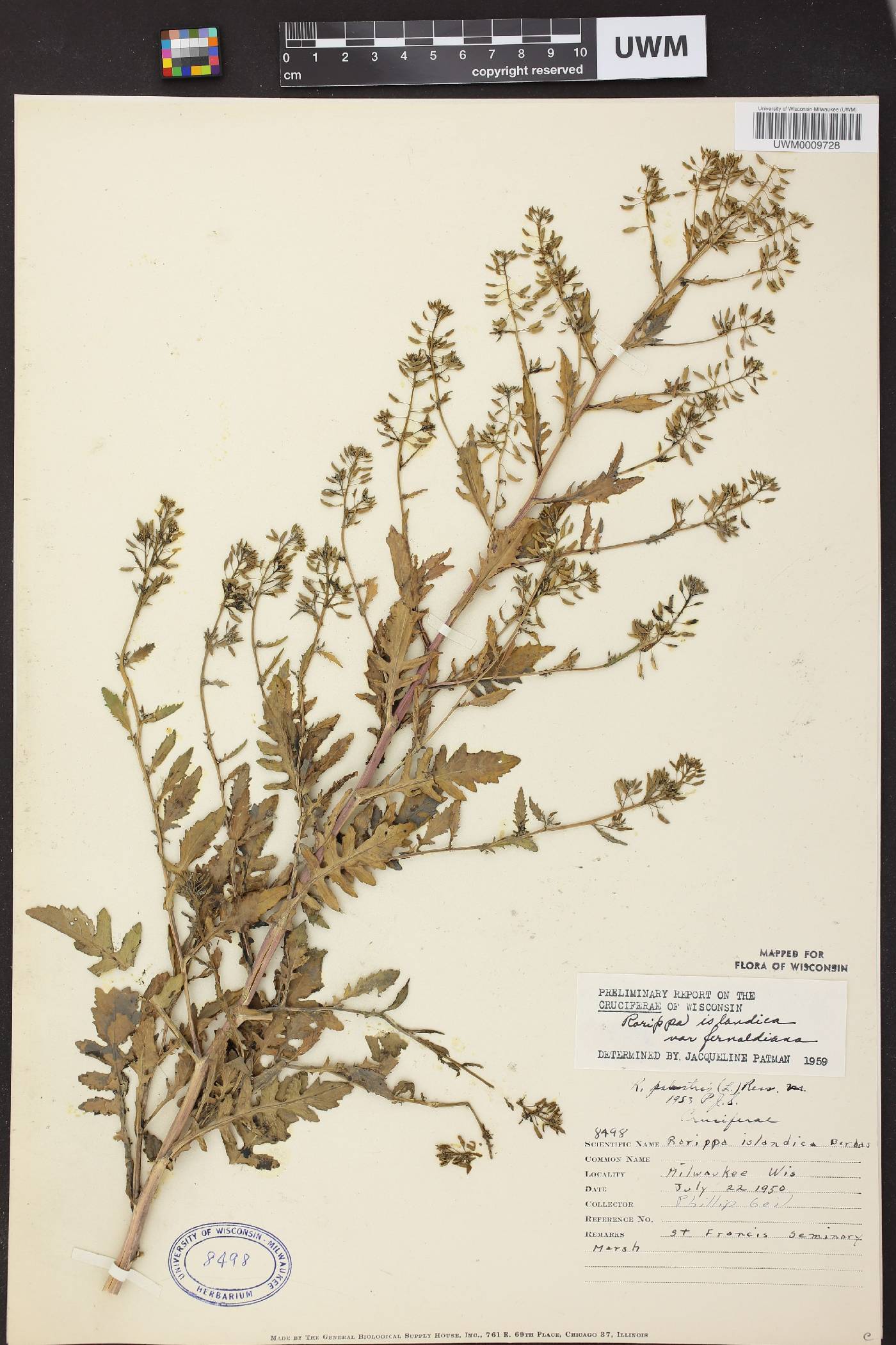 Rorippa palustris image