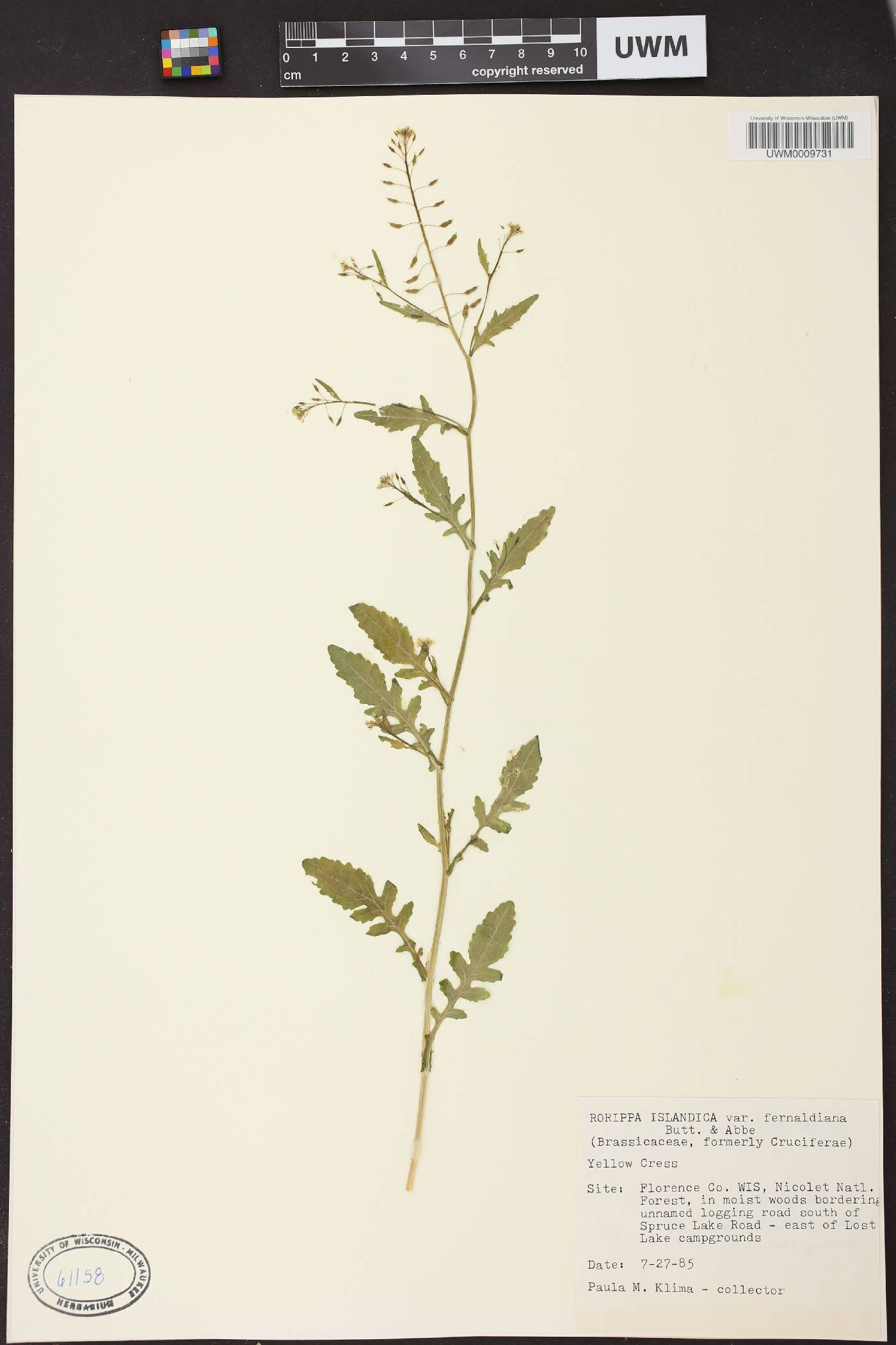 Rorippa palustris image