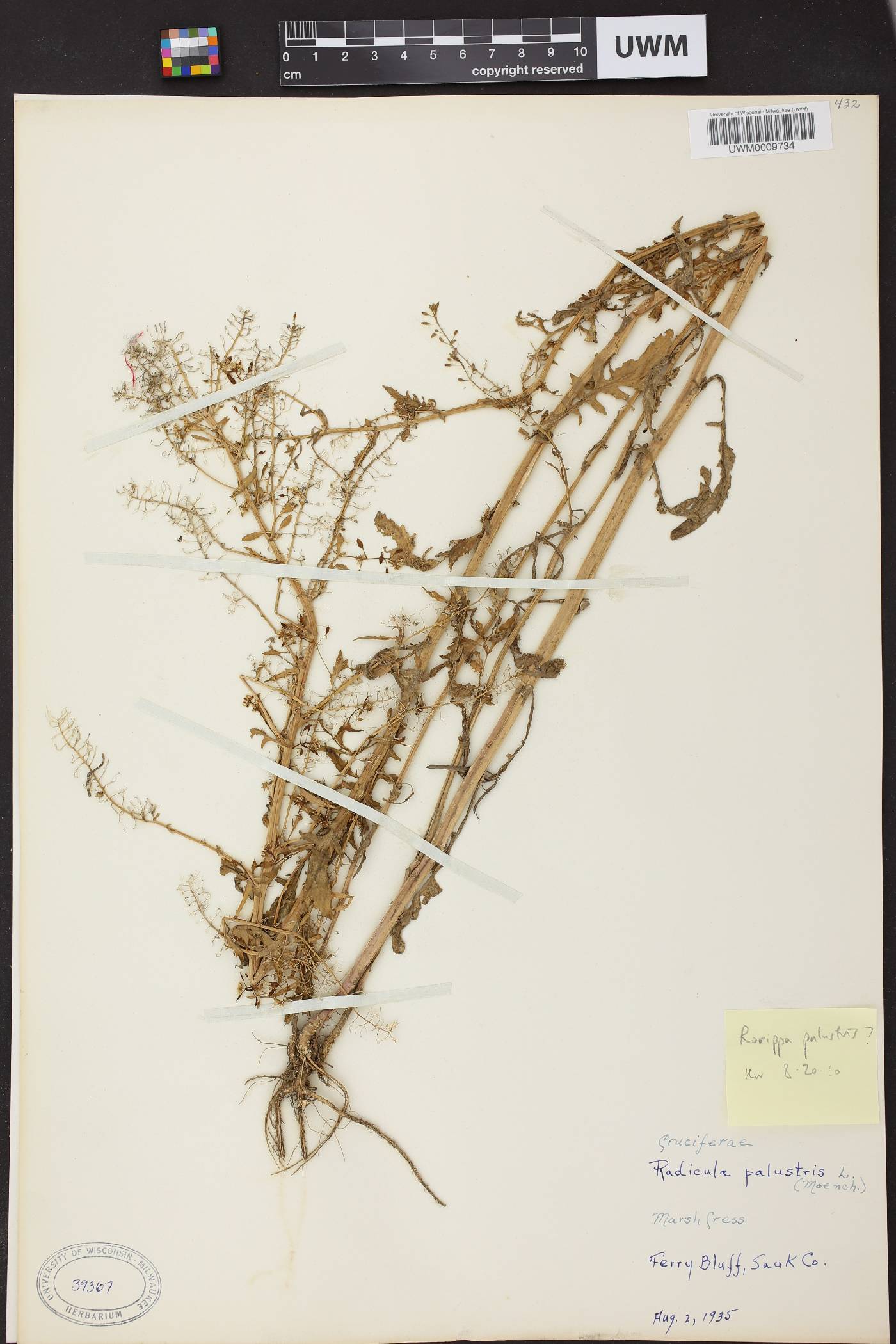 Rorippa palustris image