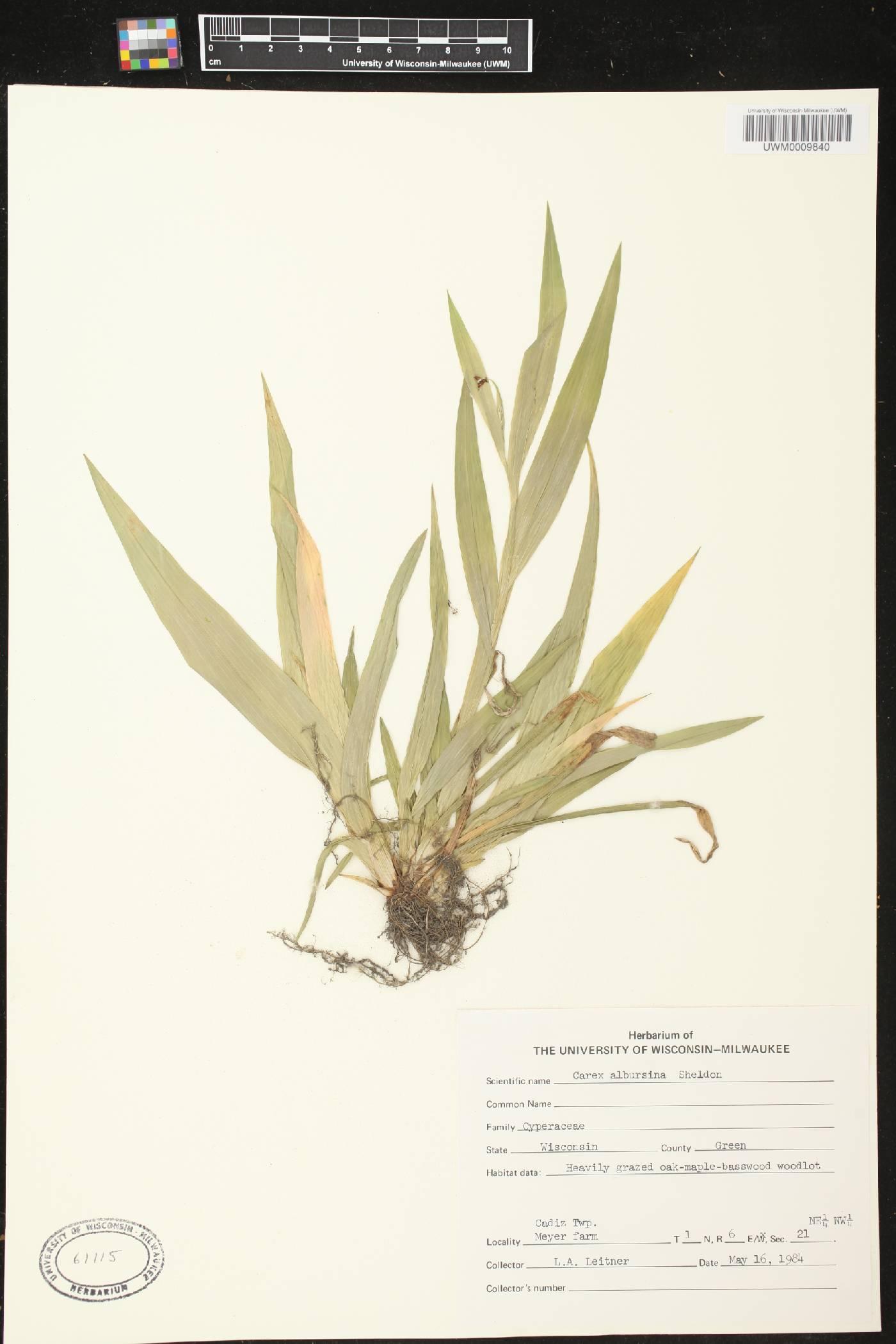 Carex albursina image