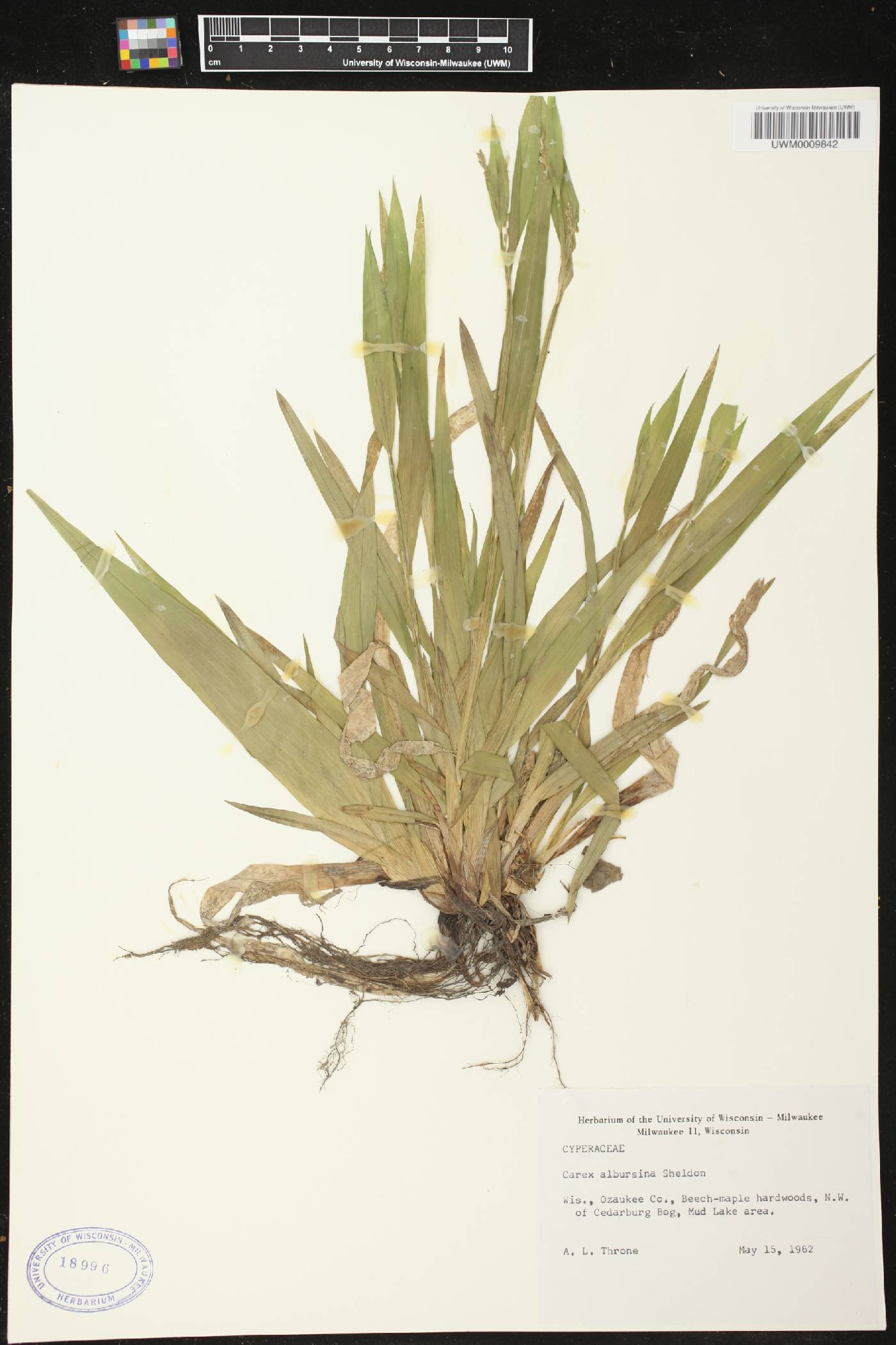Carex albursina image