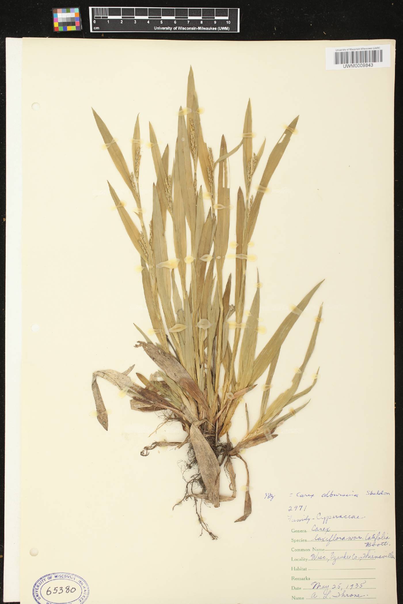 Carex albursina image