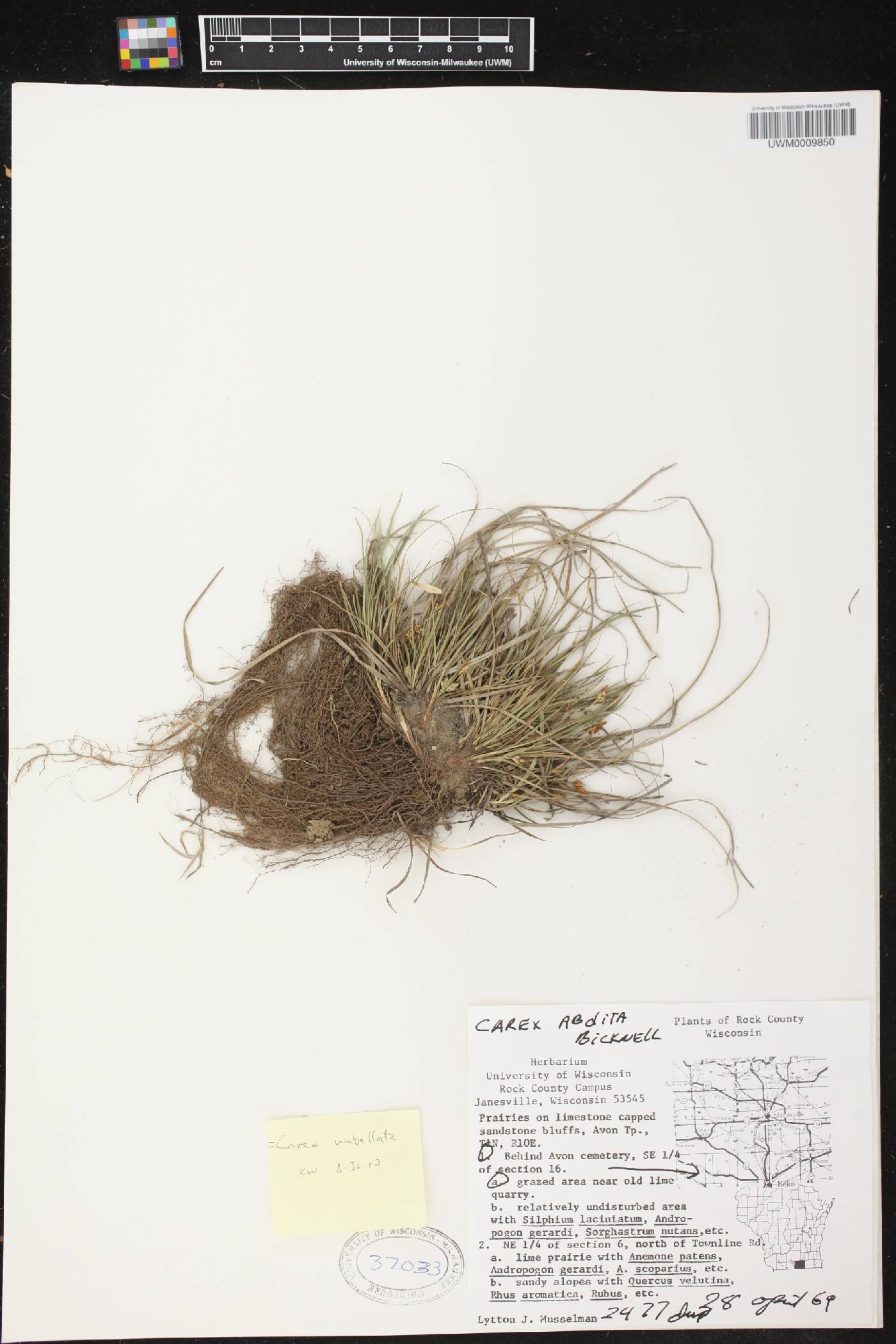 Carex umbellata image