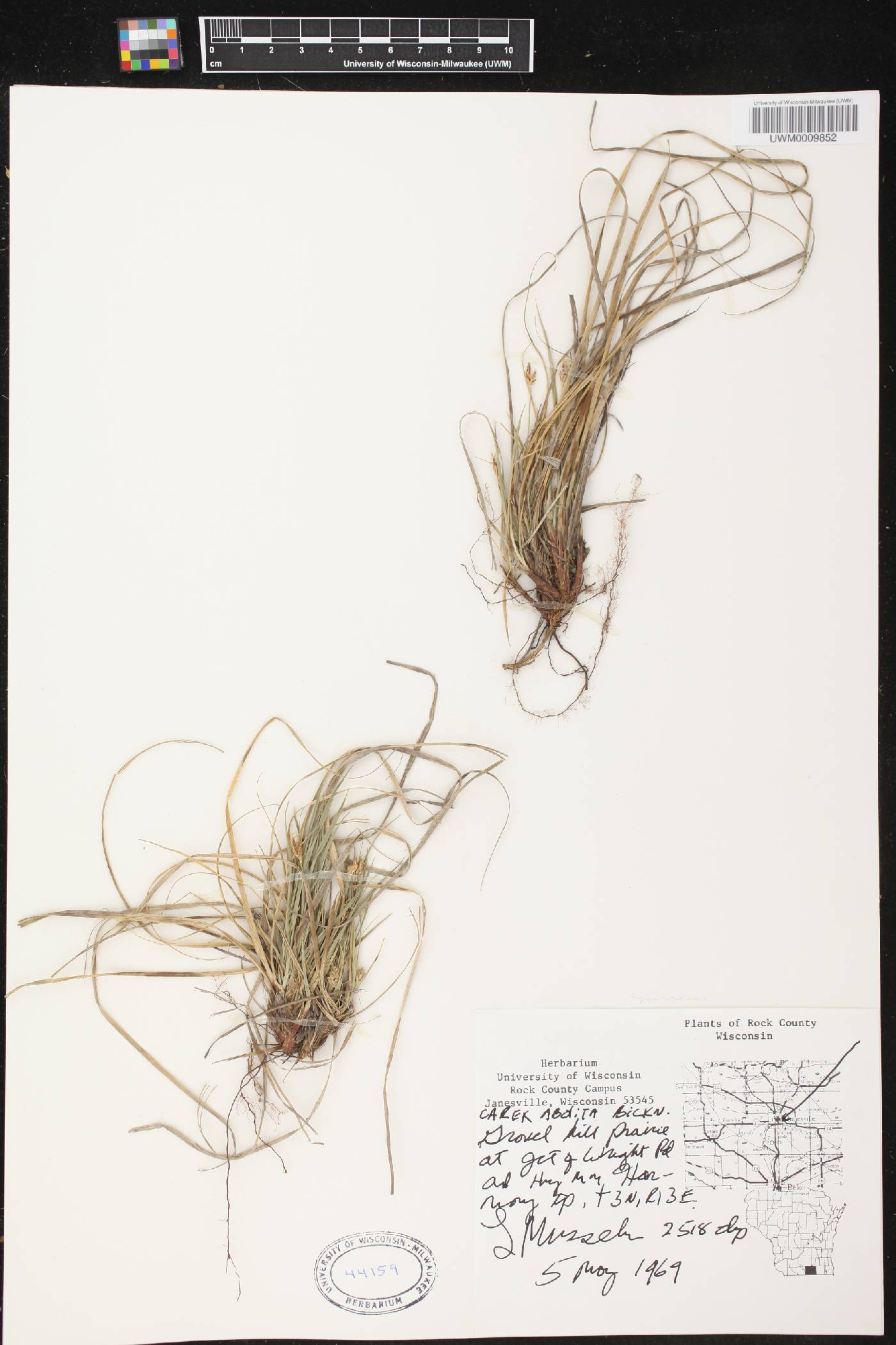 Carex umbellata image