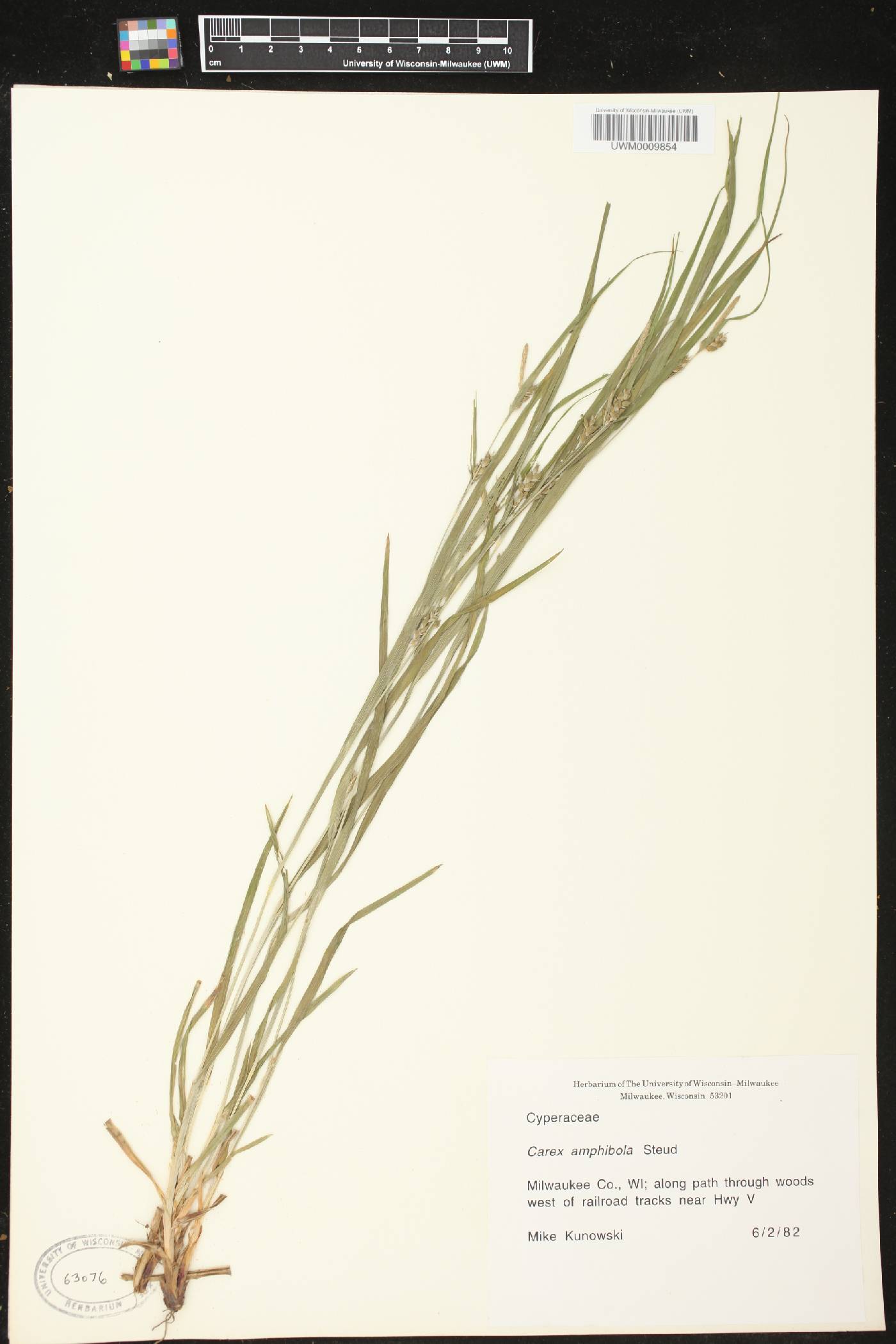 Carex grisea image