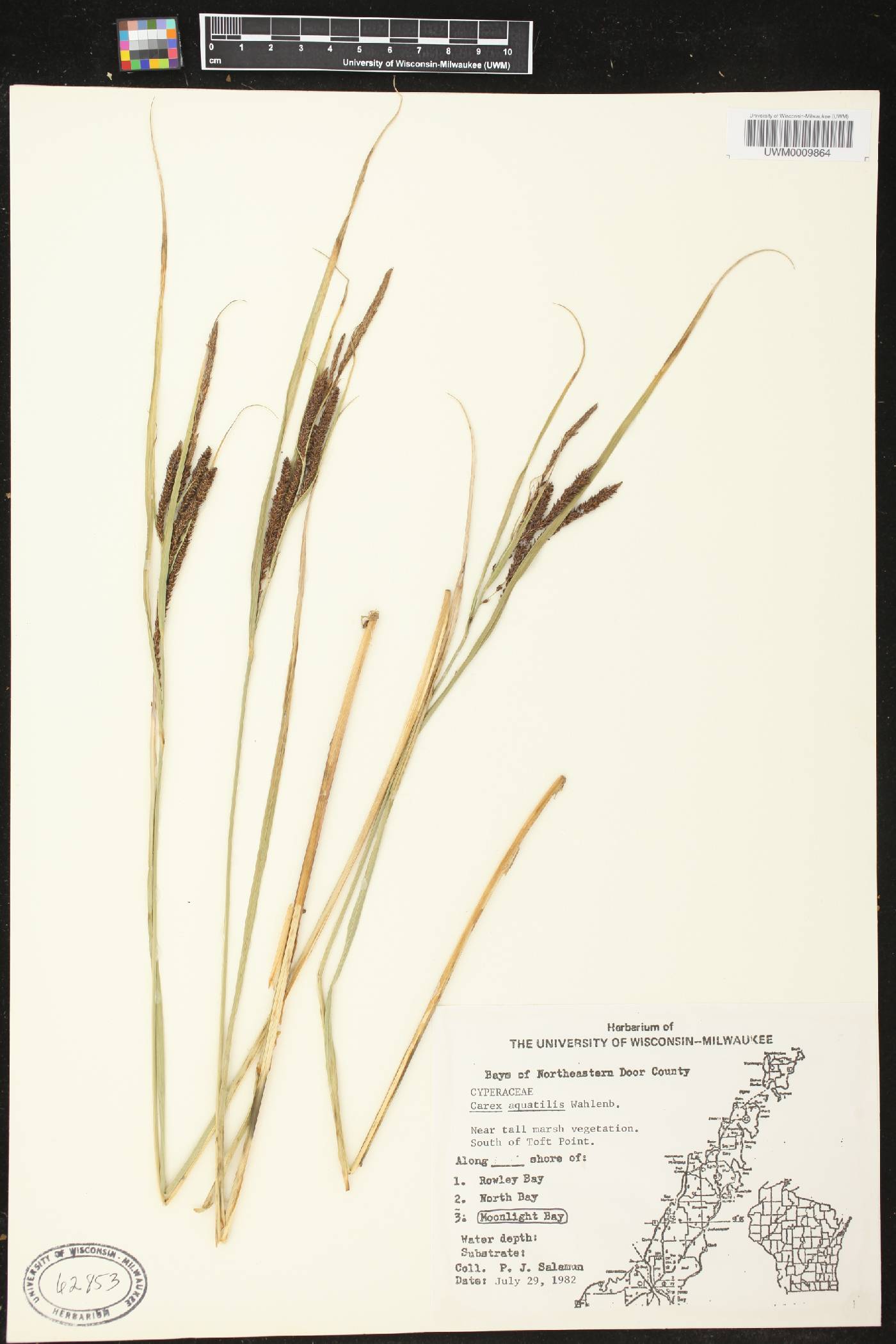 Carex aquatilis image