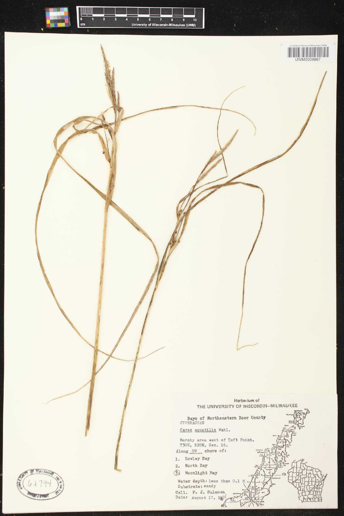 Carex aquatilis image