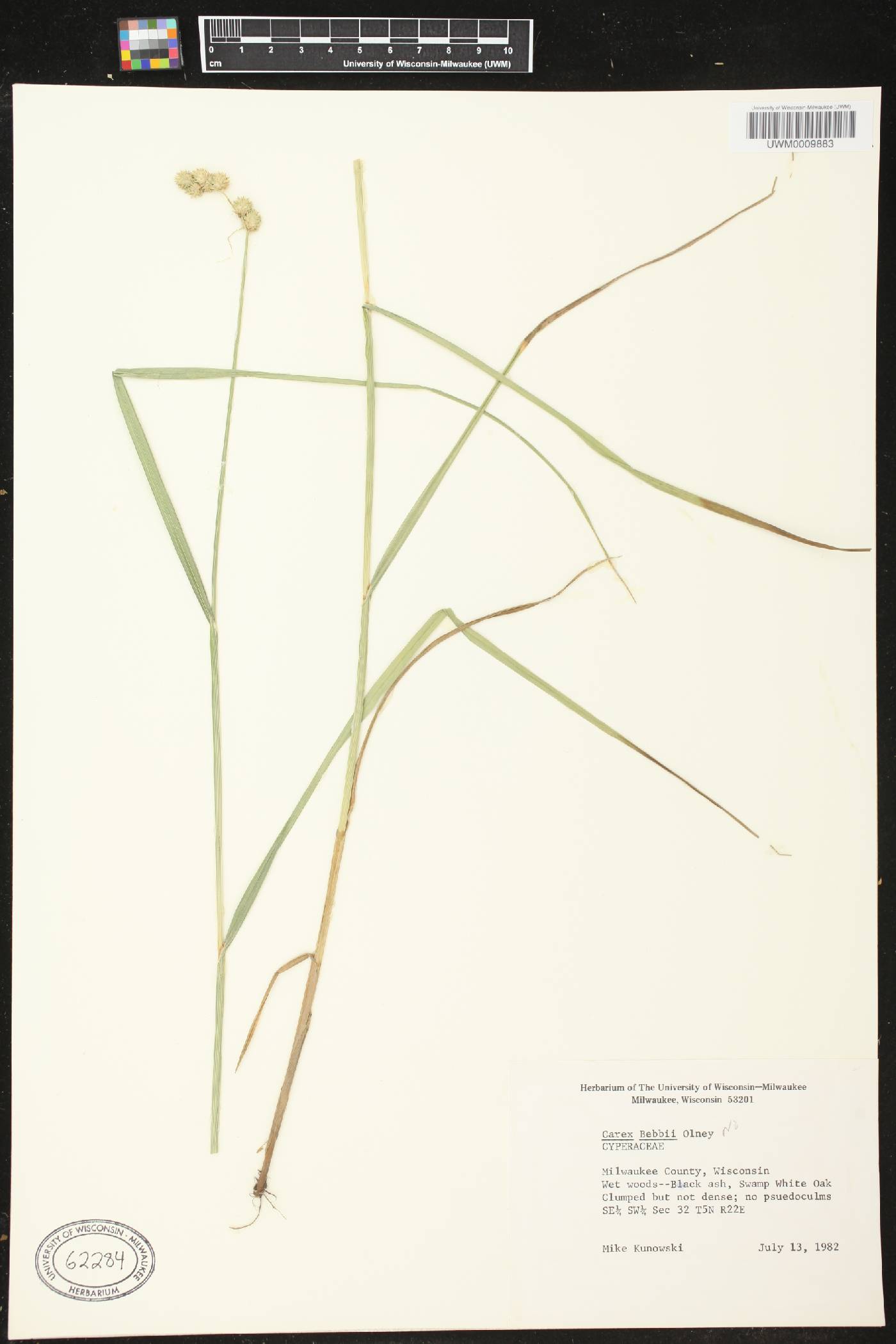Carex bebbii image