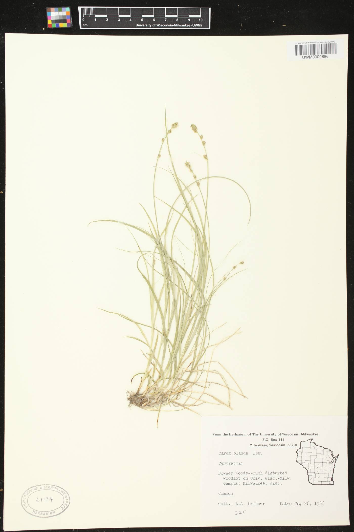 Carex blanda image