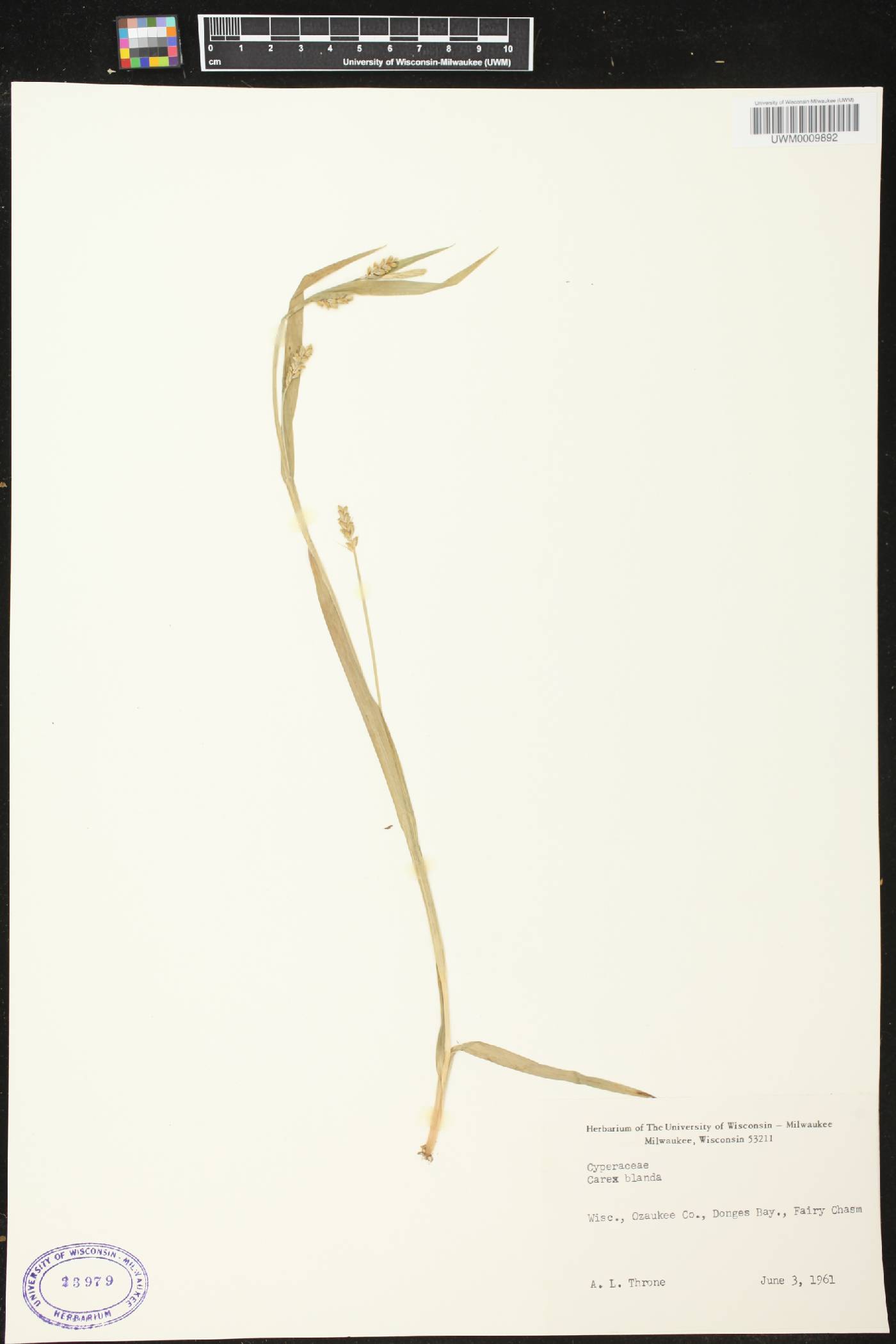 Carex blanda image