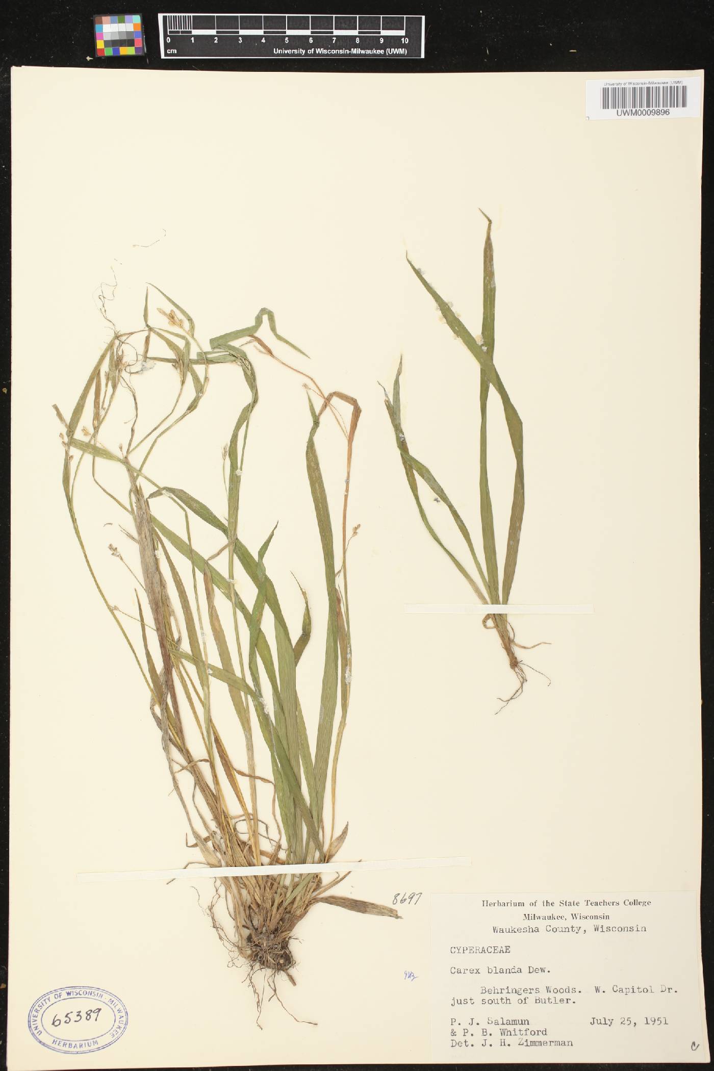 Carex blanda image