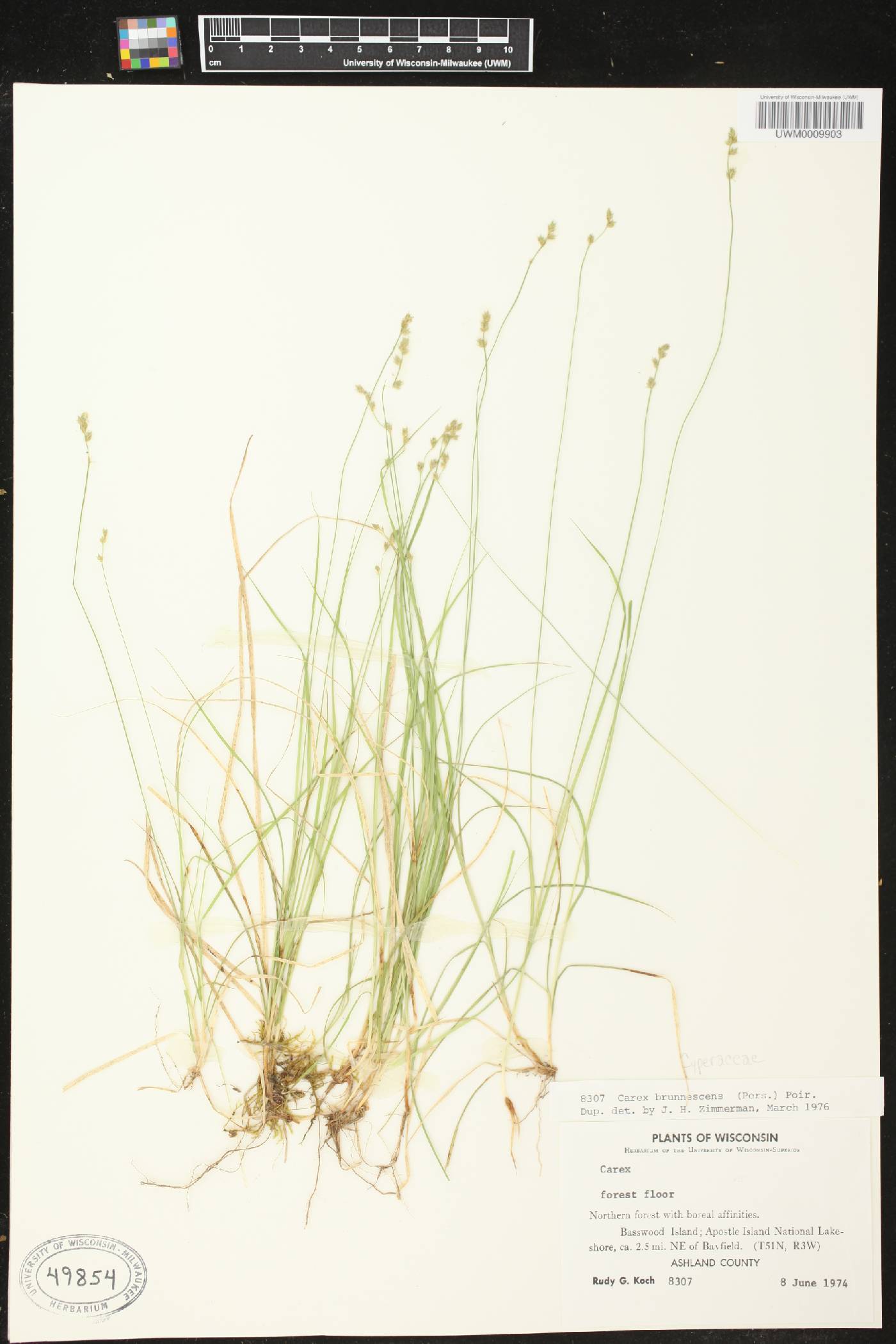 Carex brunnescens subsp. sphaerostachya image